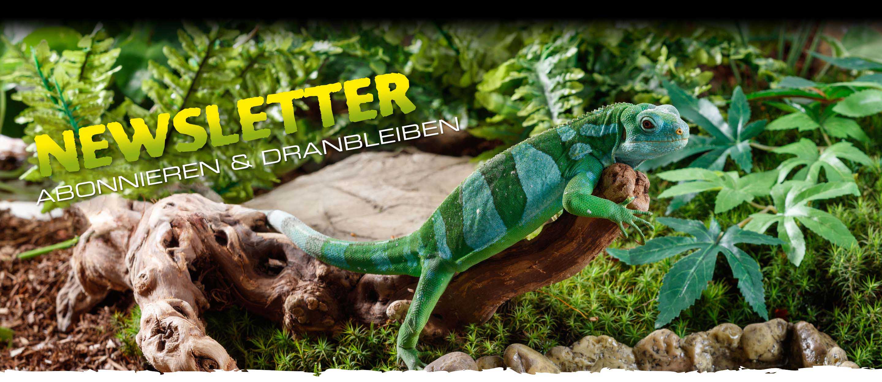 Newsletter: subscribe and stay tuned