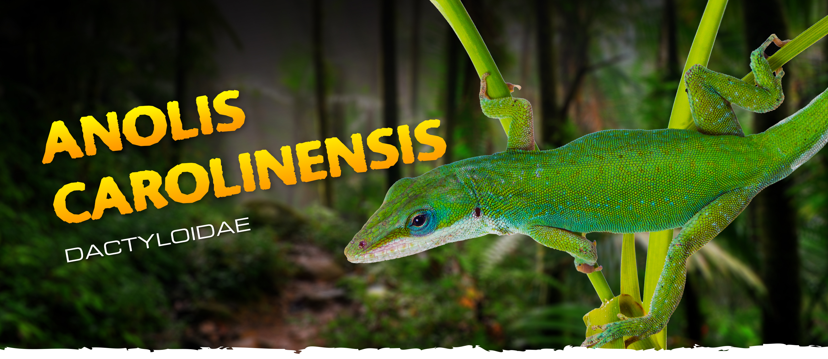 Anolis carolinensis
