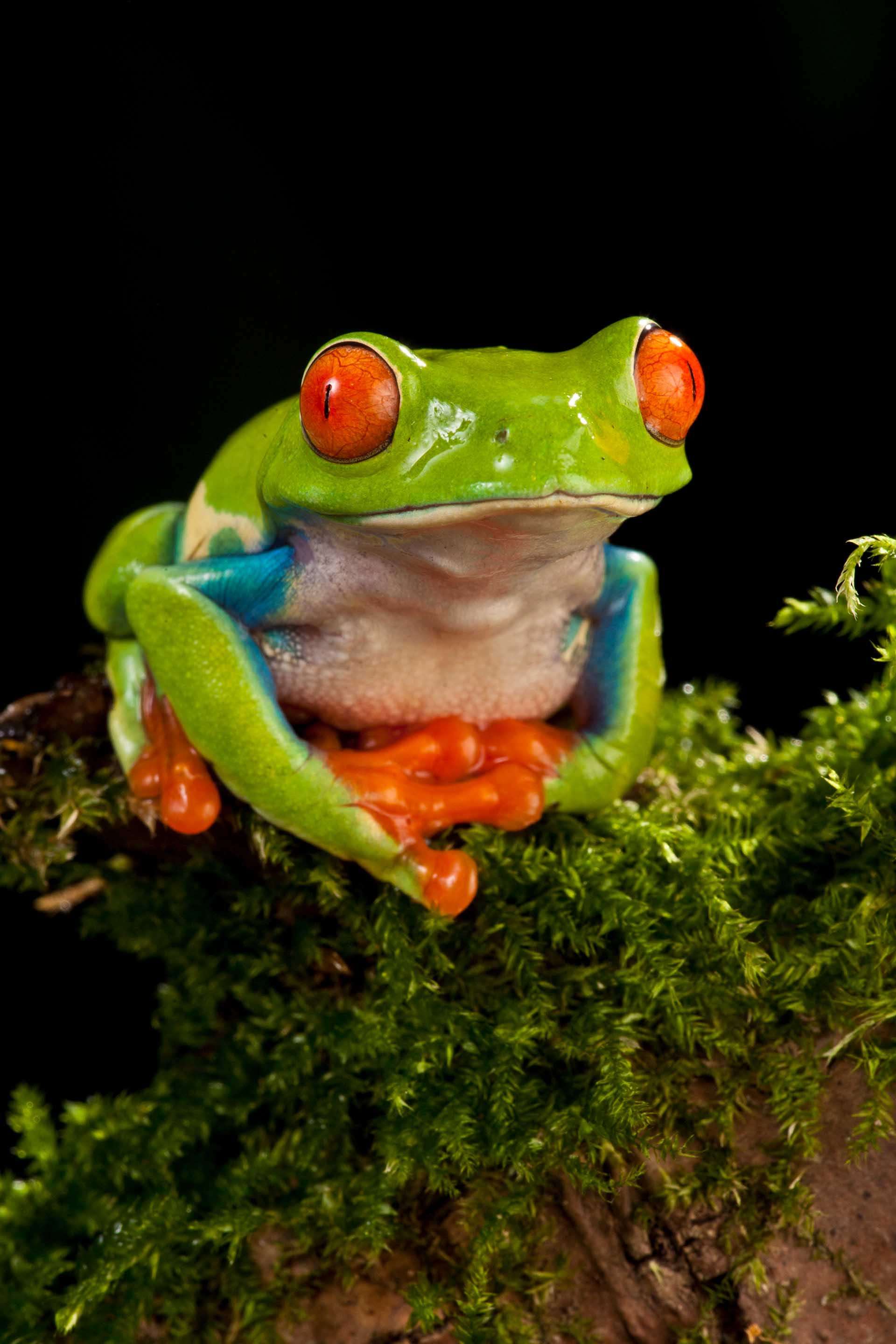 Agalychnis callidryas