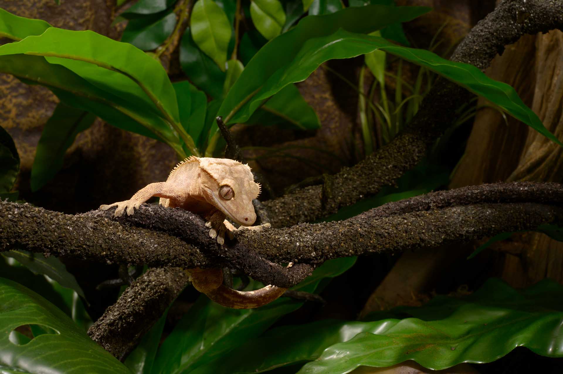 Dendrobates auratus