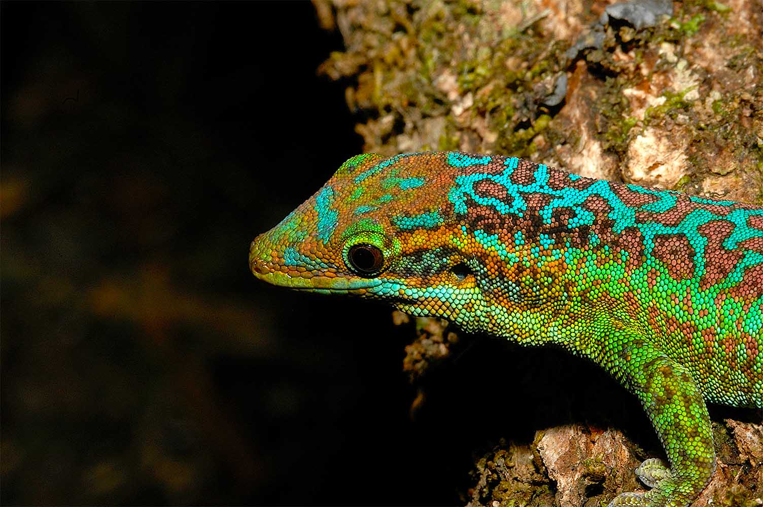 Phelsuma borbonica borbonica de Föret Du Cratere, Reunión Oriental