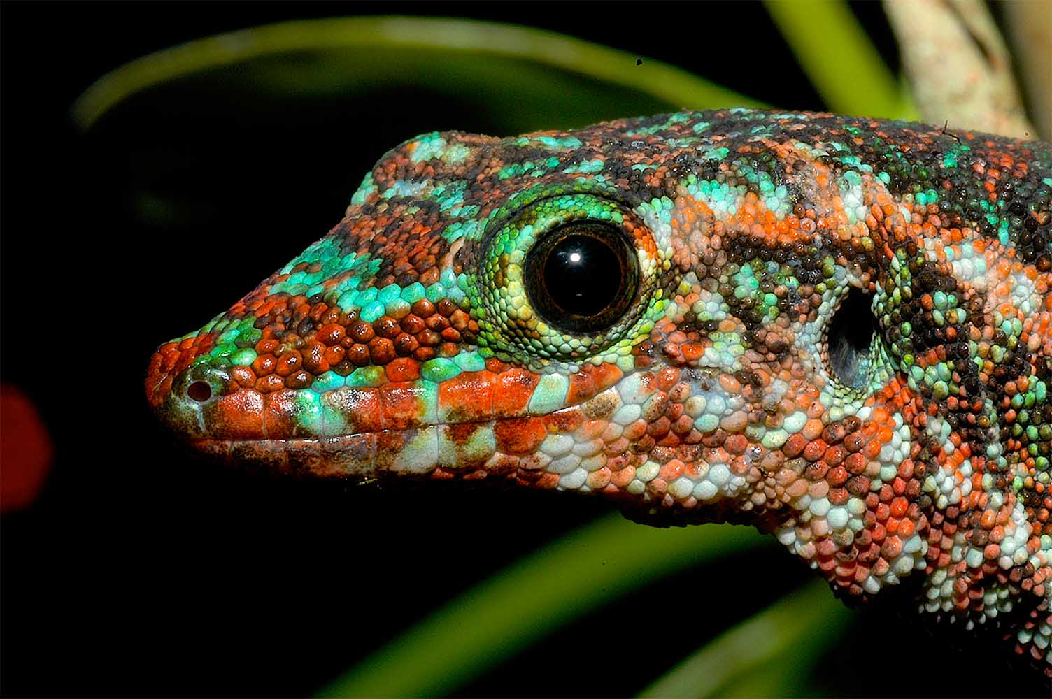 Phelsuma borbonica borbonica de Le Brûlé, Norte de Reunión