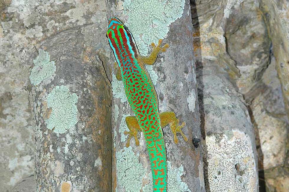 Protegiendo Del Legado De Los Geckos Diurnos De La Isla Reunión