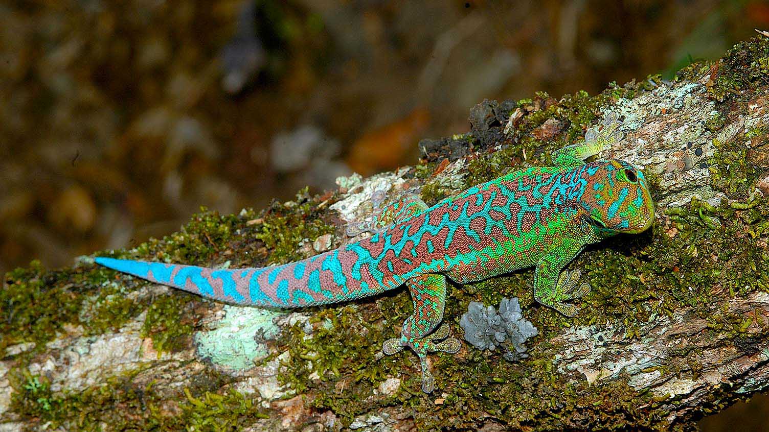 Phelsuma borbonica borbonica de las alturas de St. Rose, Reunión oriental
