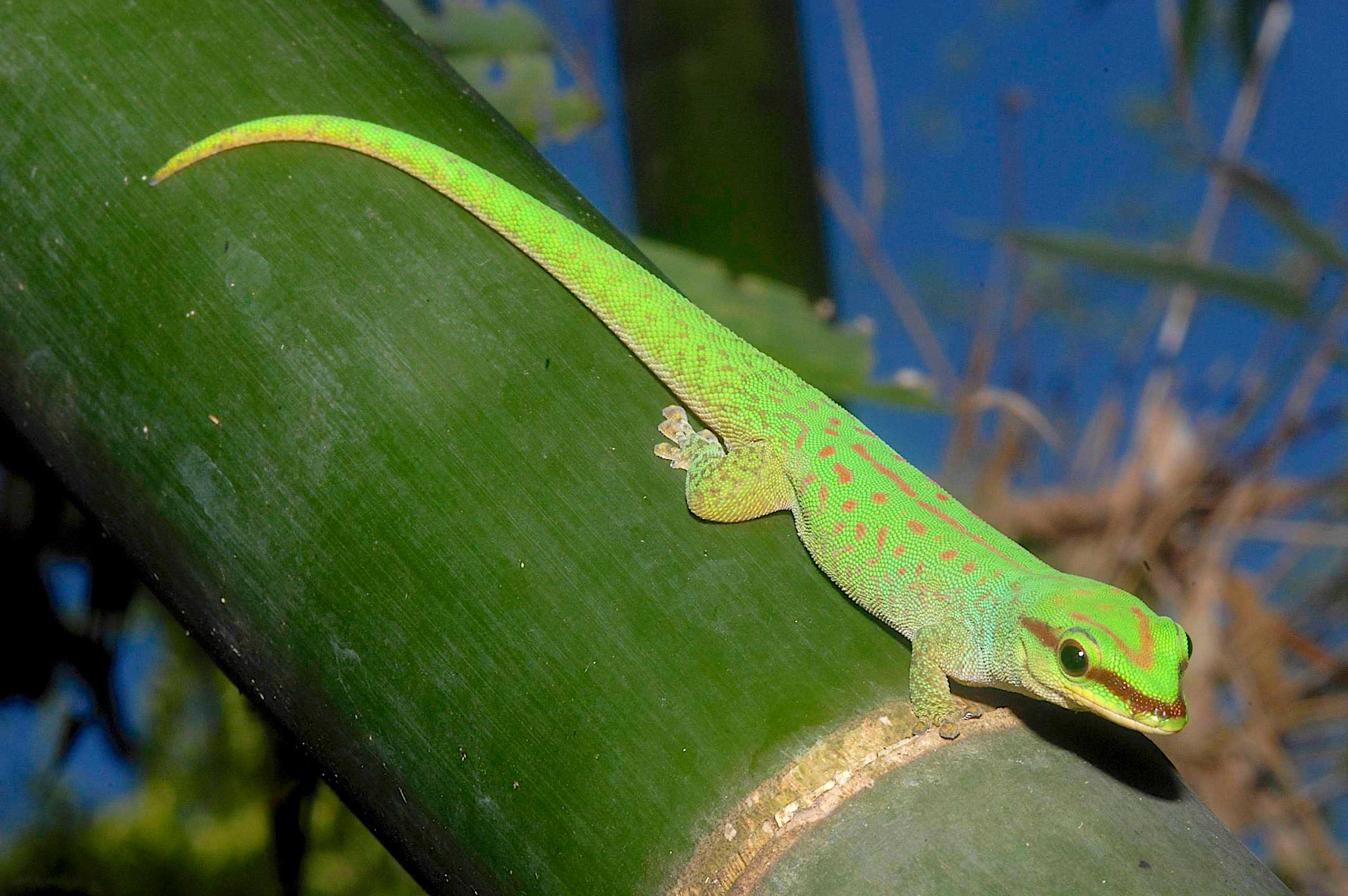 El Gecko diurno, Phelsuma seippi asoleándose con bambú en Nosy Komba, Madagascar