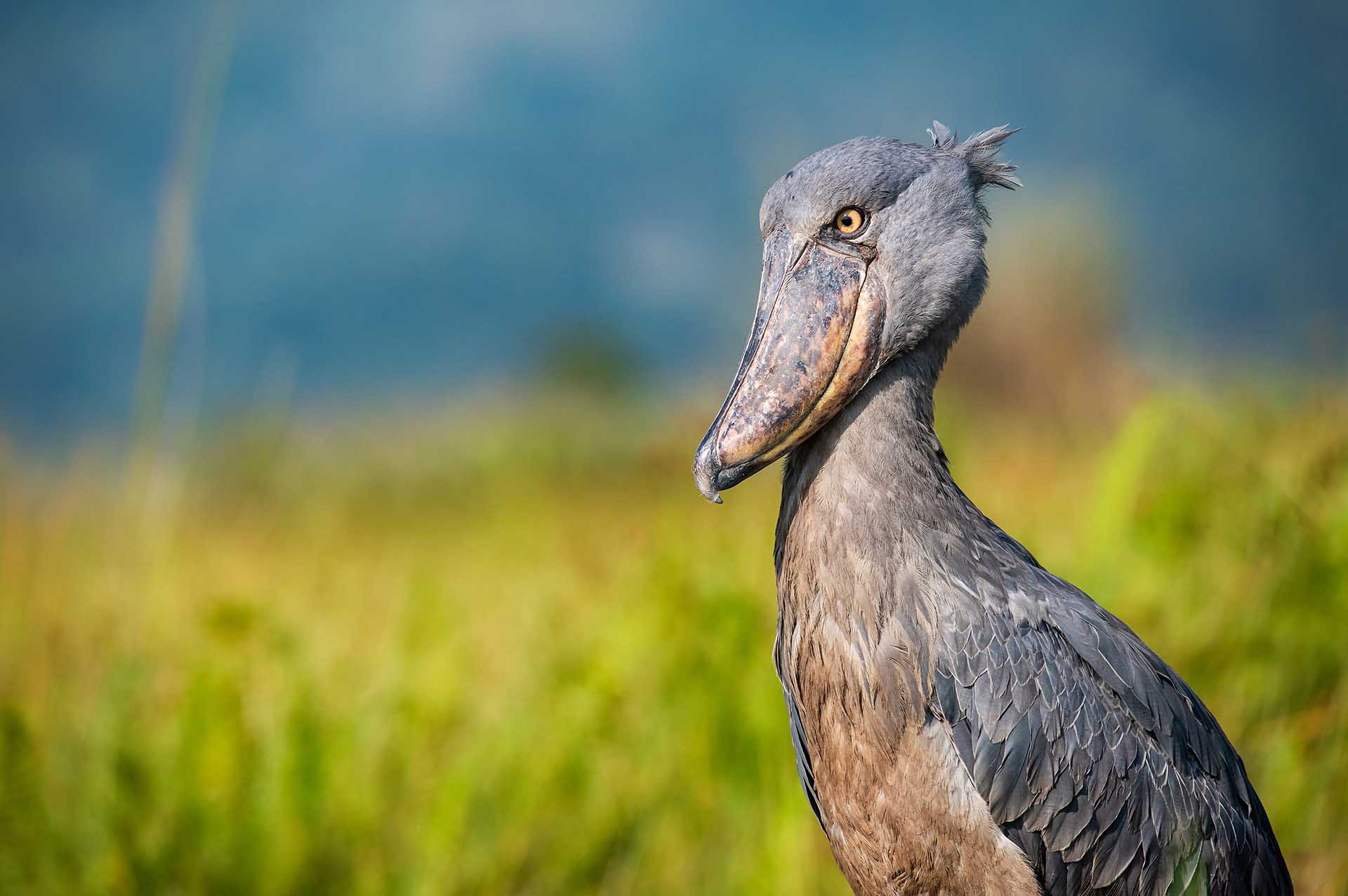 En el corazón de los pantanos de Bigodi, el raro y misterioso picozapato se alza como testimonio del diseño único de la naturaleza, un faro de esperanza para los esfuerzos de conservación de este delicado ecosistema.