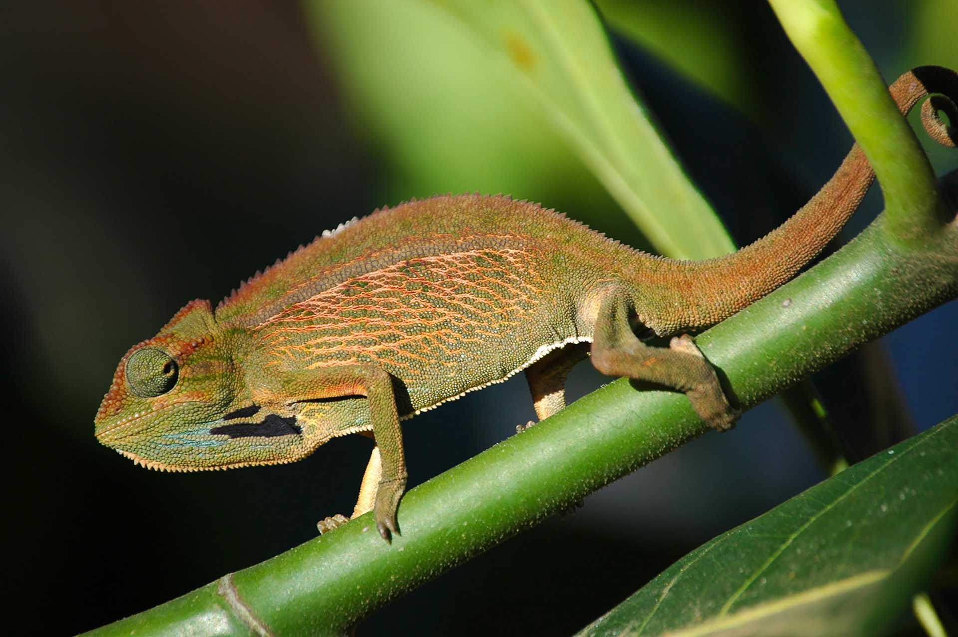 Capturando la emoción: El tono malhumorado del Trioceros ellioti, testimonio del intrincado cambio de colores del camaleón en sintonía con sus sentimientos.