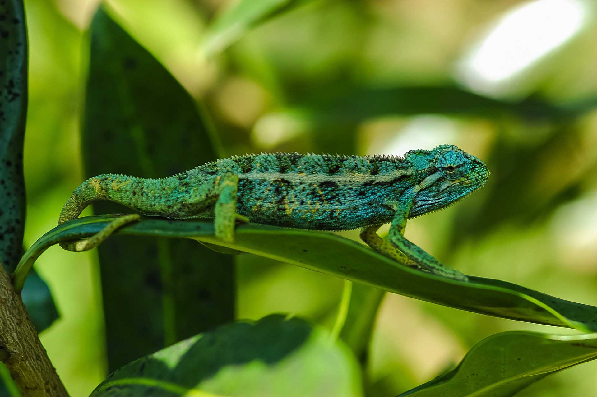 En los pantanos de Bigodi, Trioceros ellioti muestra un rico tapiz de variaciones de color