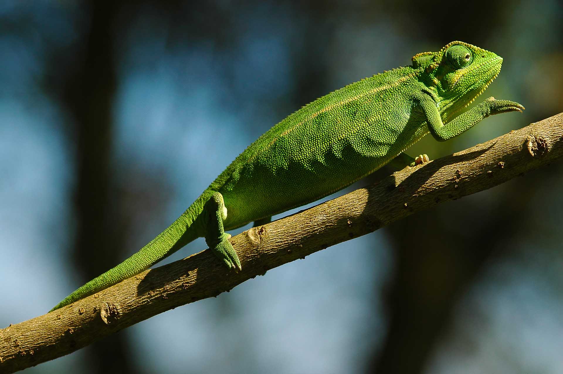 Paleta de la naturaleza: Una llamativa interpretación verde del Trioceros ellioti, que muestra la versátil adaptabilidad cromática del camaleón en el corazón de su hábitat.