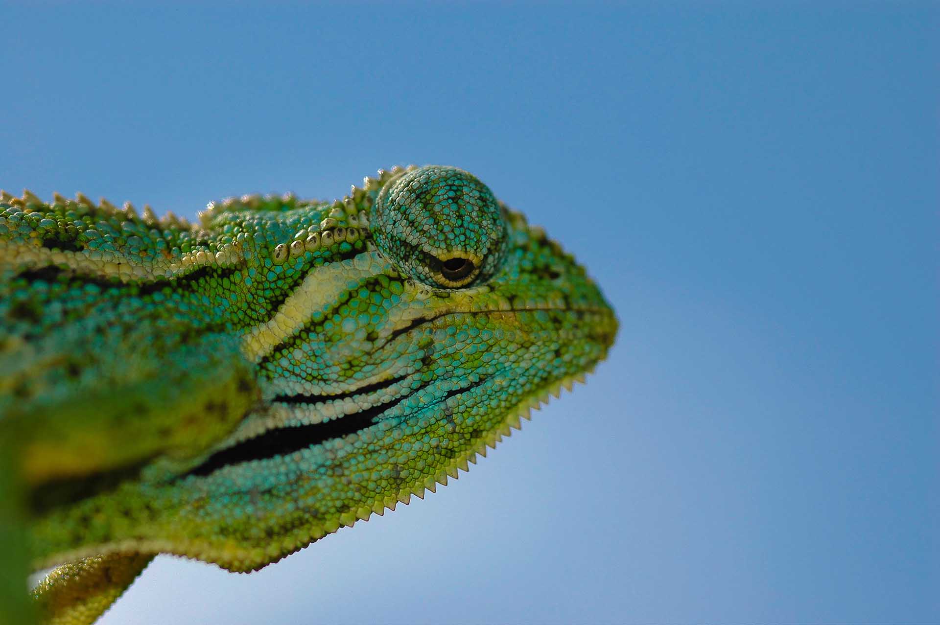 Un encuentro cercano: La penetrante mirada del Trioceros ellioti captada en un detallado disparo a la cabeza, que revela los intrincados patrones y matices