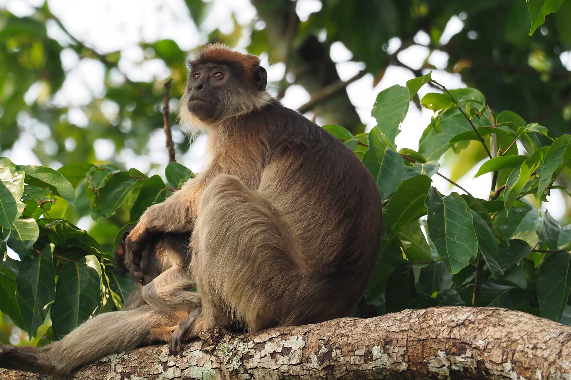 En el verde abrazo de los pantanos de Bigodi, los enigmáticos monos colobos rojos siguen siendo un misterio cautivador