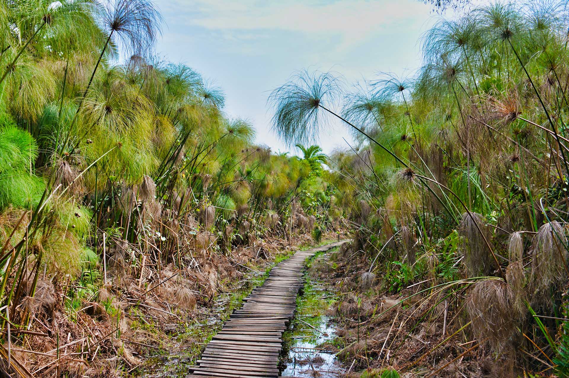 Navegando por el lienzo de la naturaleza: El sendero elevado de los pantanos de Bigodi, ingeniosamente diseñado para garantizar pisadas secas en medio de un territorio acuático