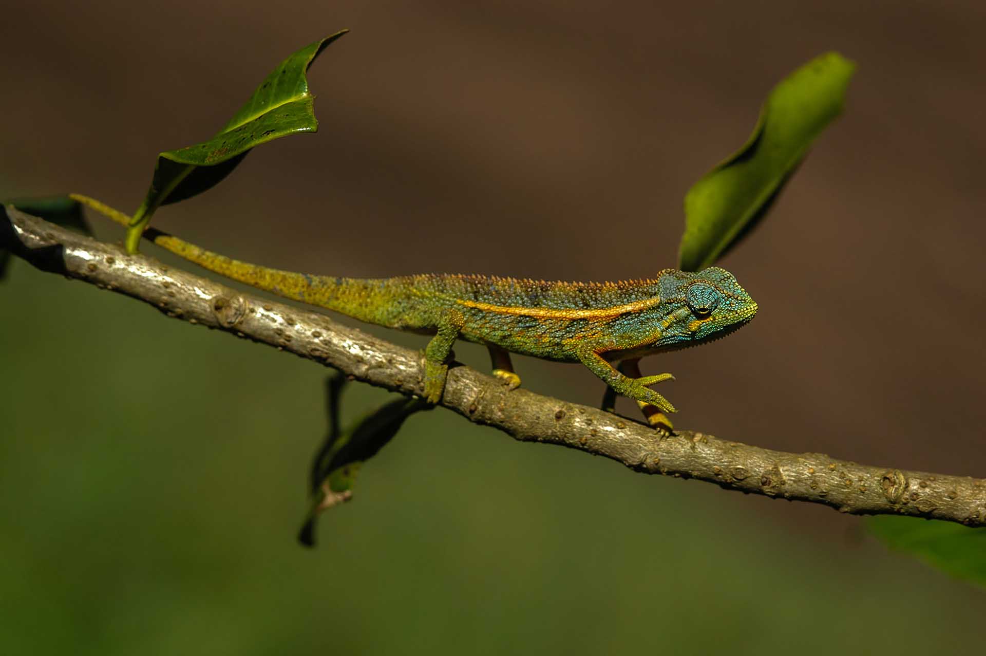 Capturado en movimiento: Trioceros ellioti camina con confianza, exhibiendo su característico andar