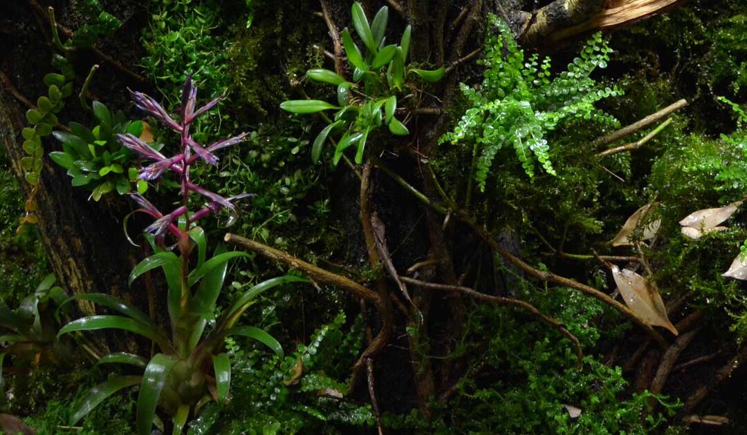 Cómo Montar Un Terrario Bioactivo