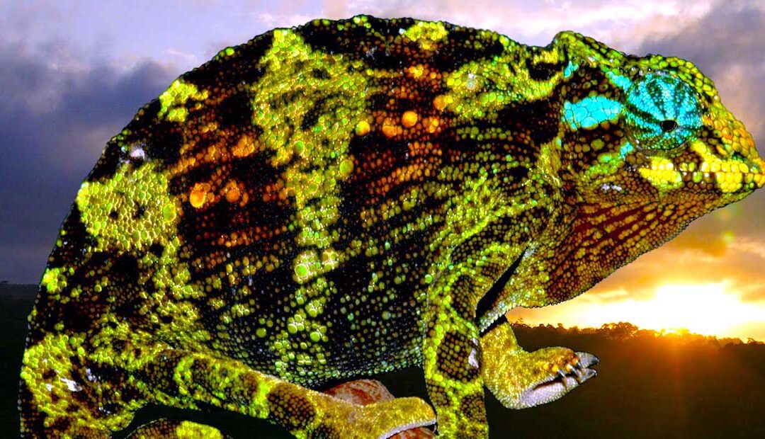 La Selva Impenetrable De Bwindi