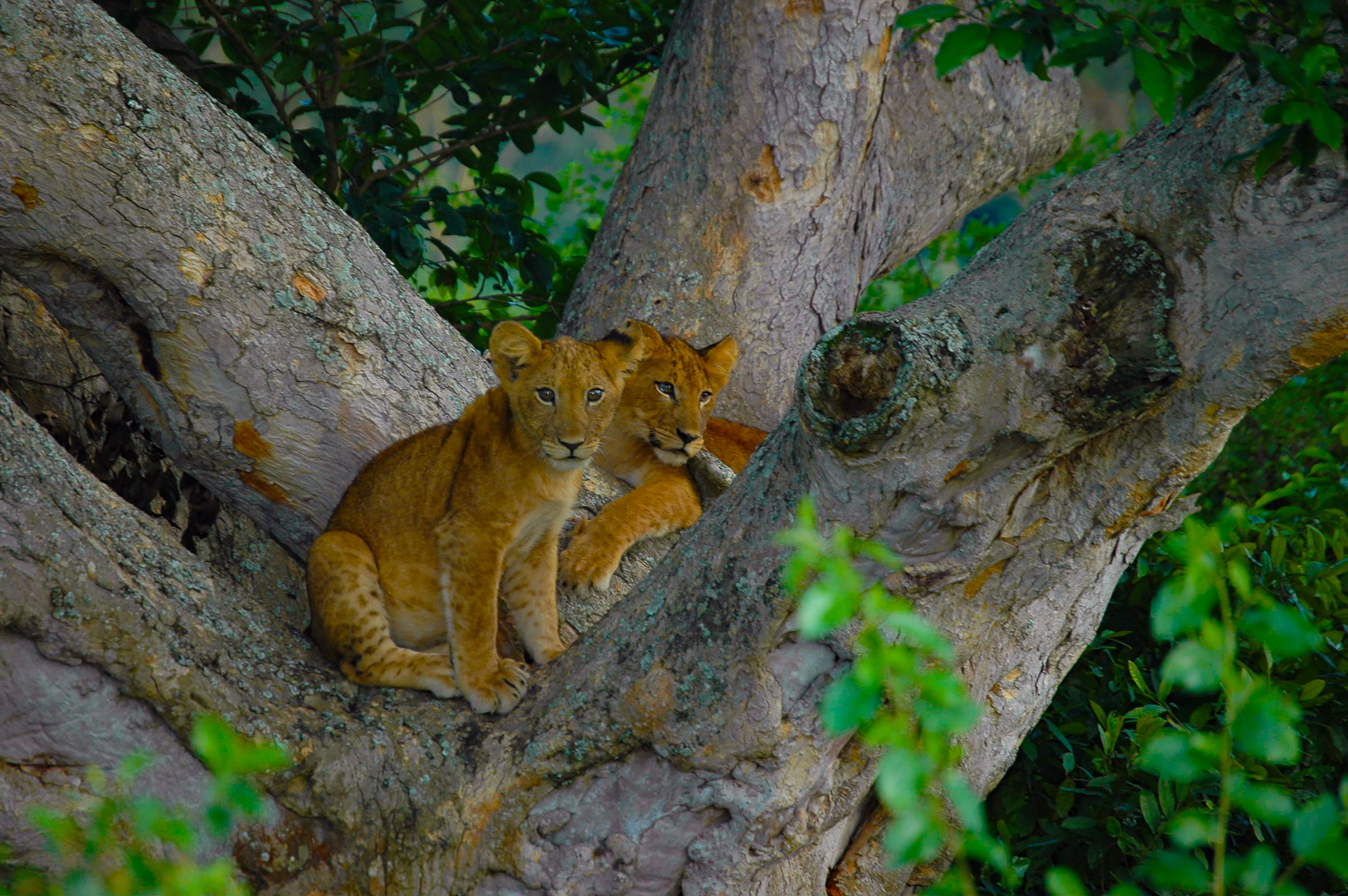 Your caption here…