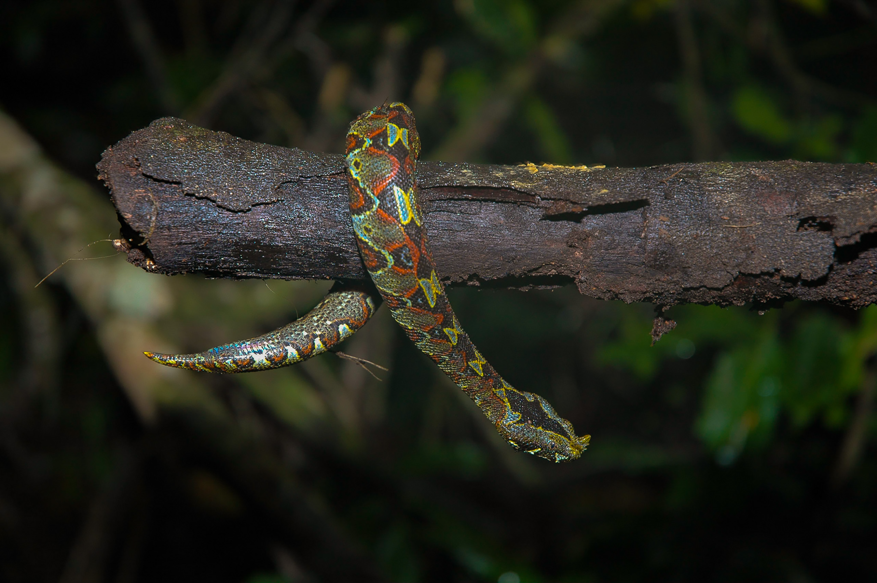Reposicionando un joven Bitis nasicornis para ser fotografiado
