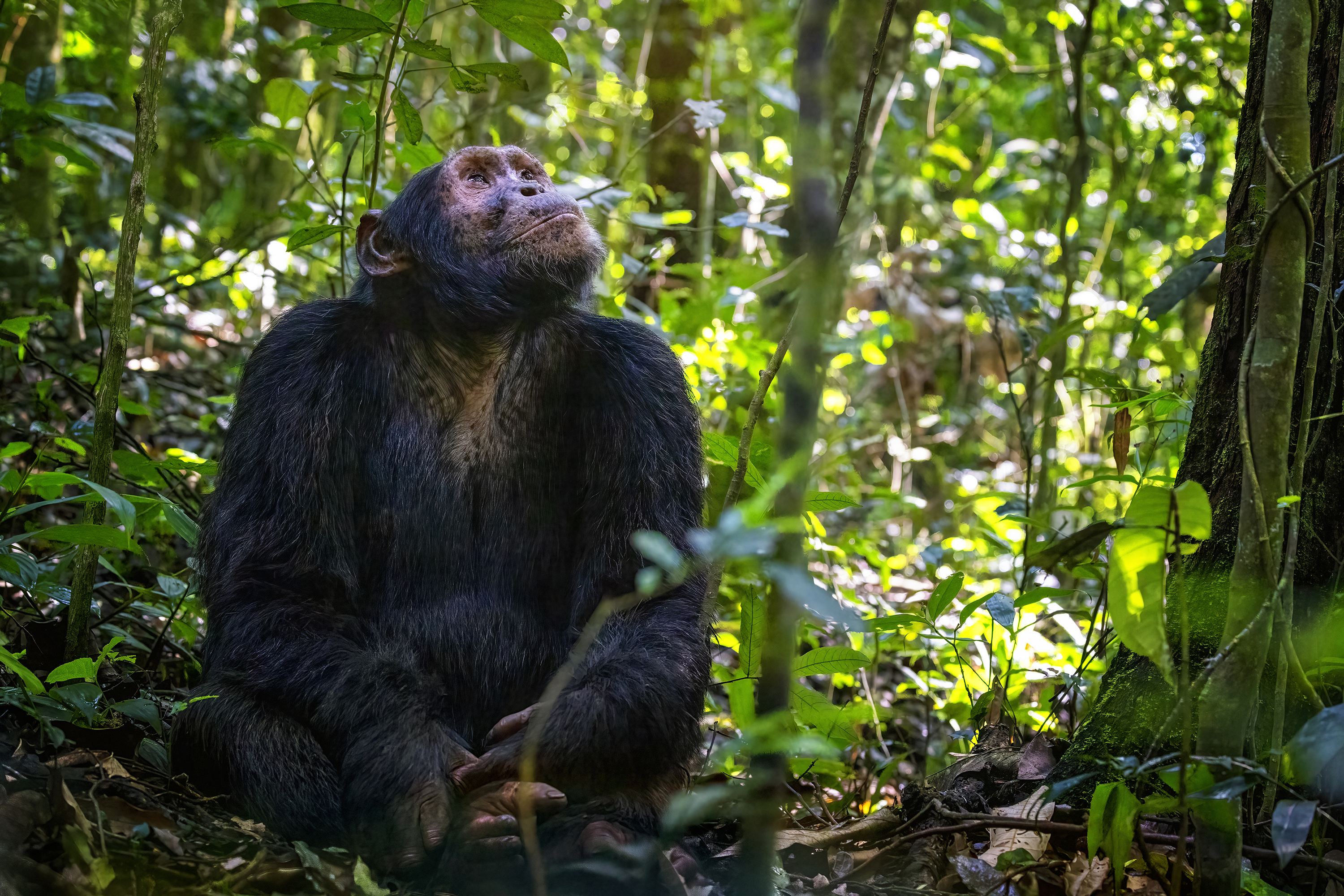 Chimpancé en el suelo del bosque contemplando el dosel forestal en Kibale