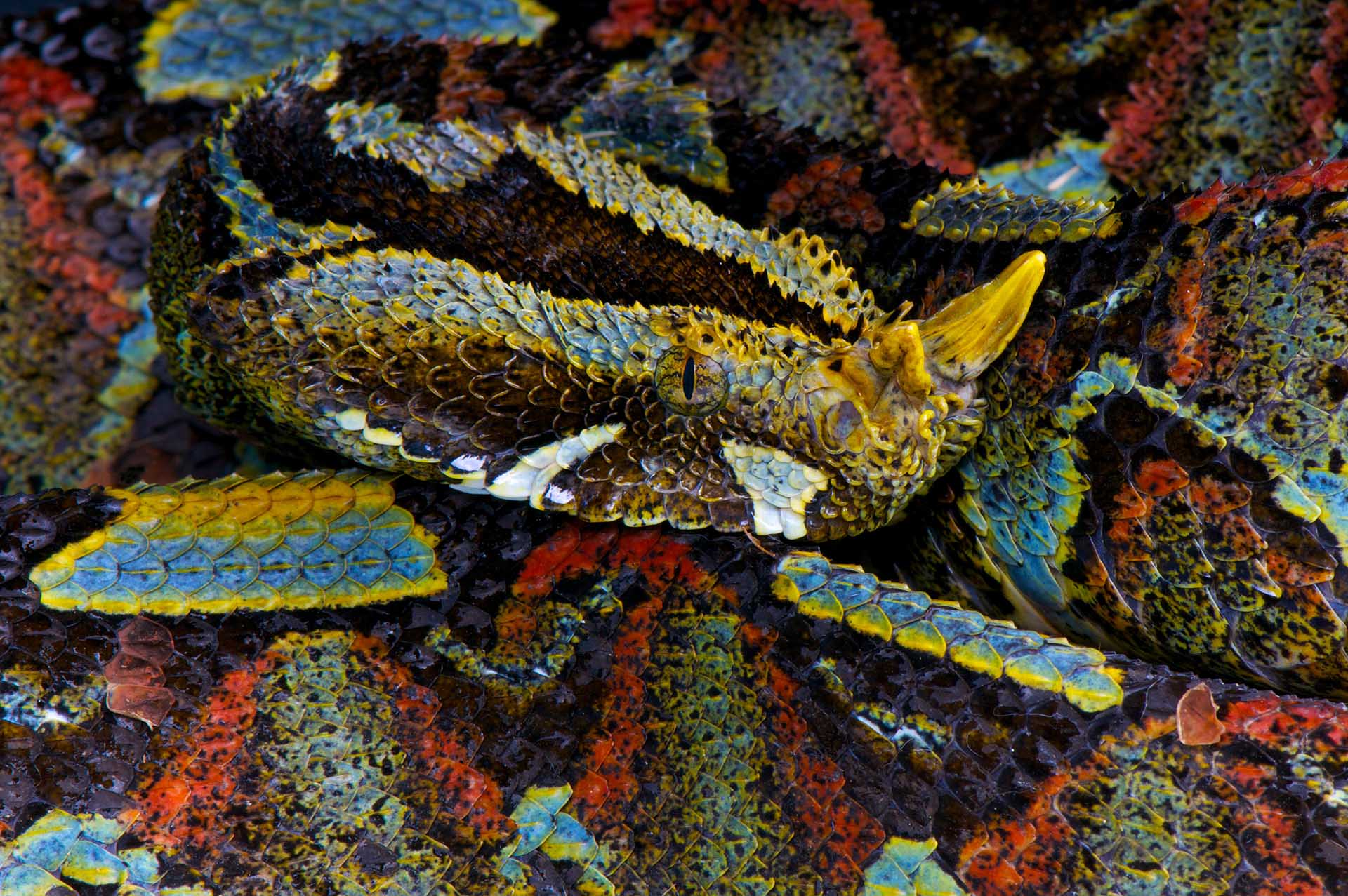 La Bitis nasicornis es una de las serpientes africanas más coloridas, pero más mortíferas