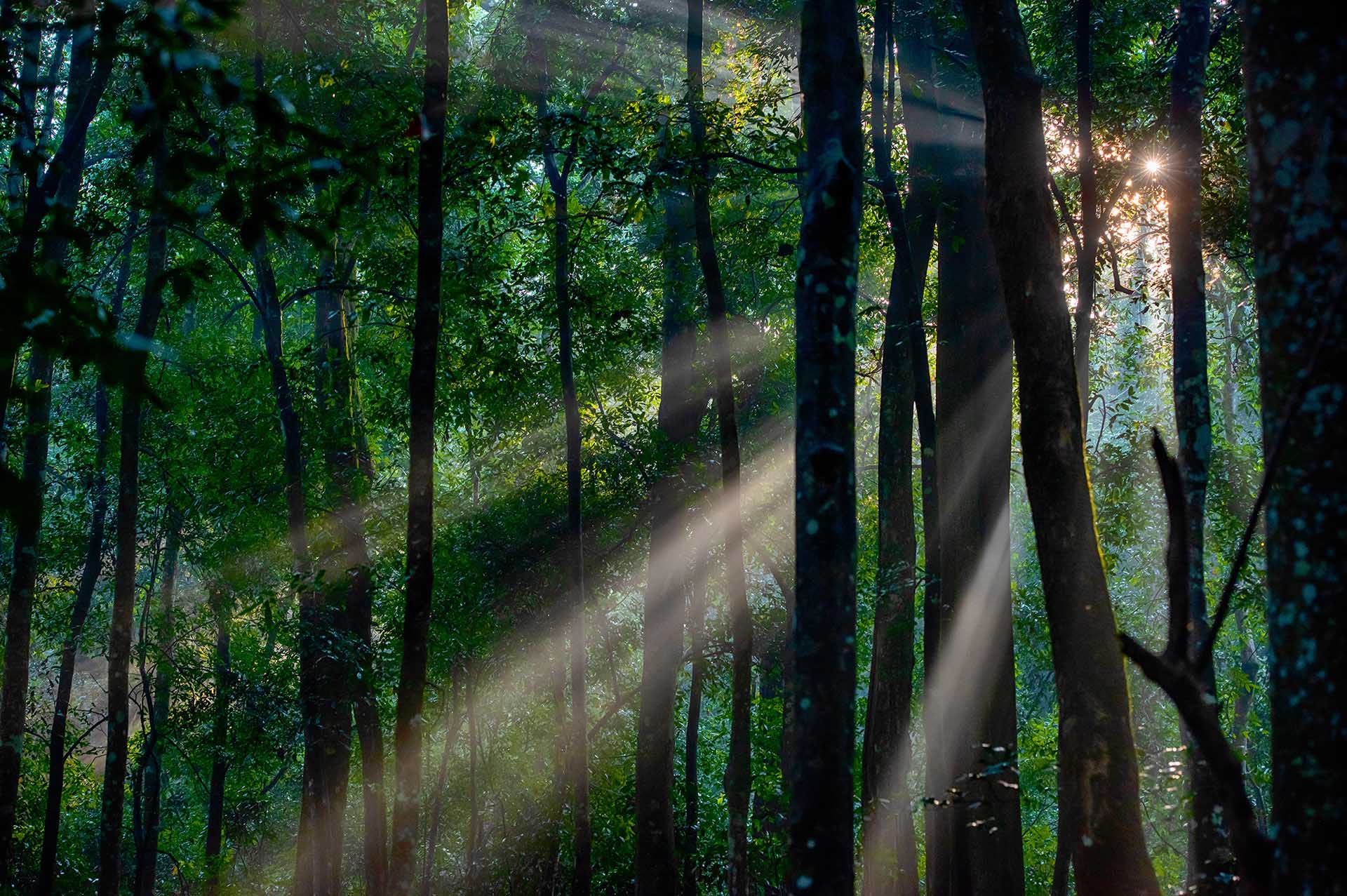 Amanecer en el bosque de Kibale