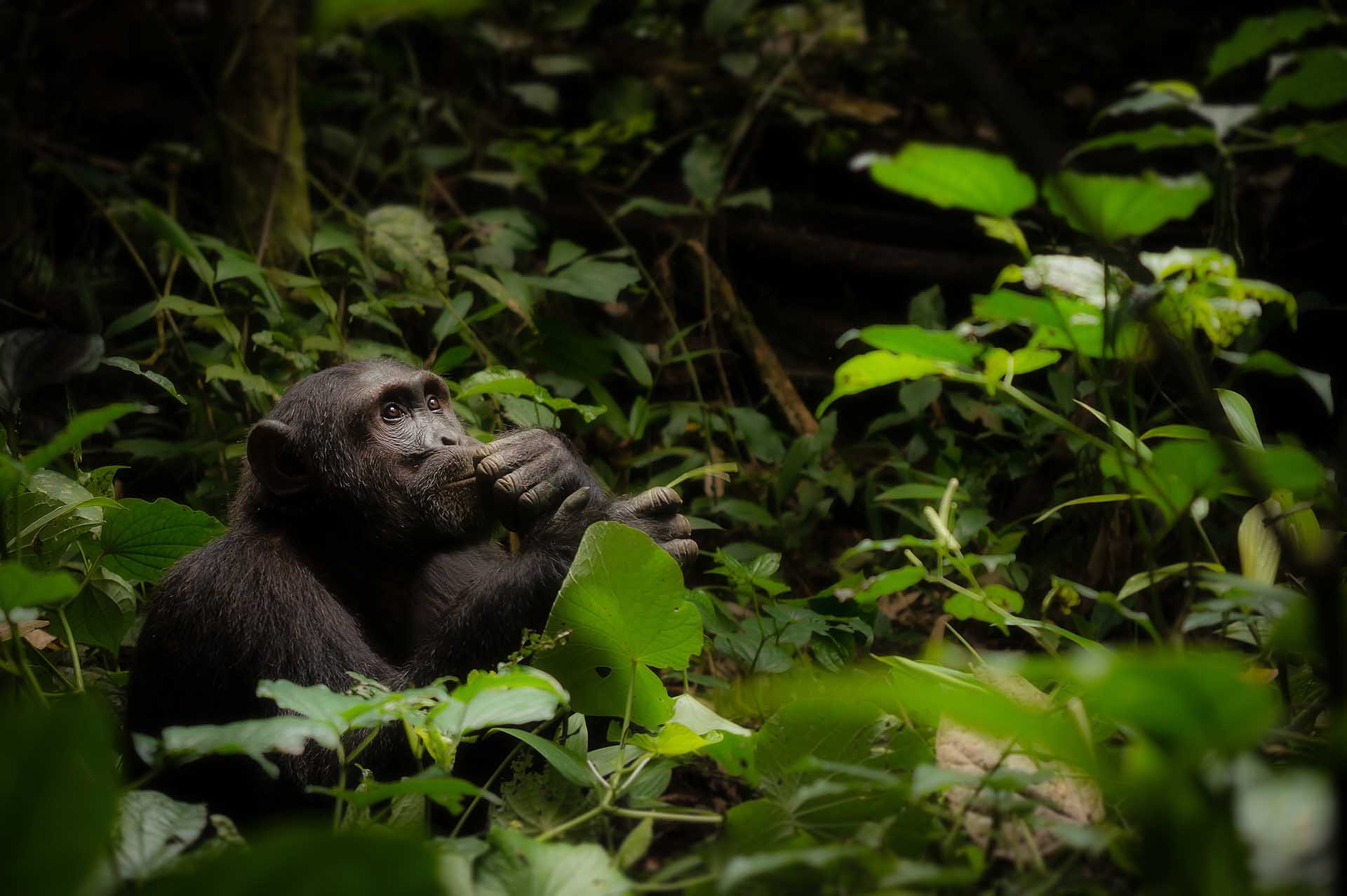 Chimpancé, reflexionando sobre la vida en el bosque de Kibale