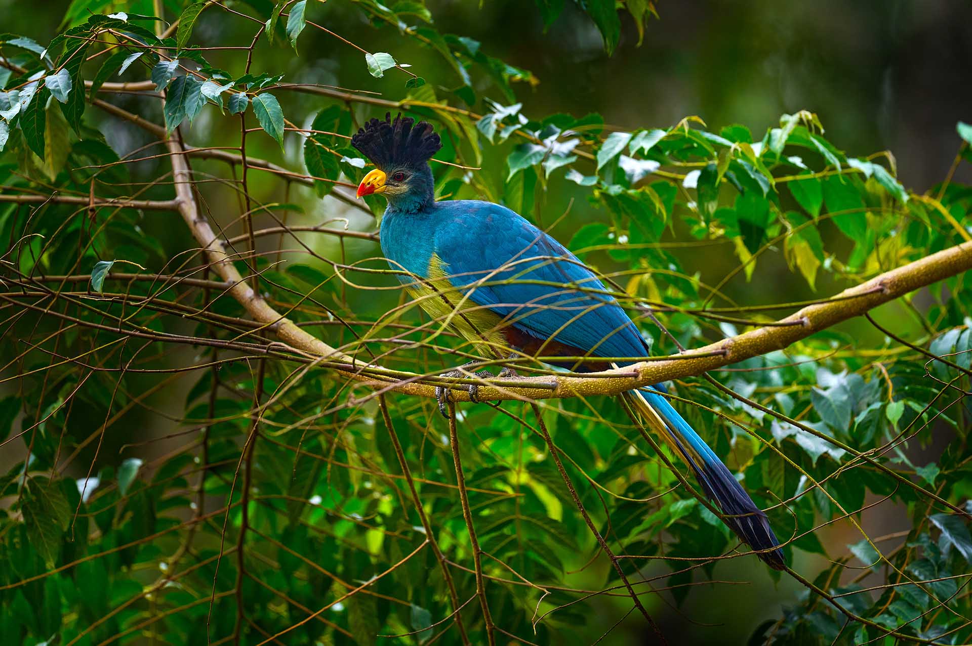 El gran turaco azul en el bosque de Kibale