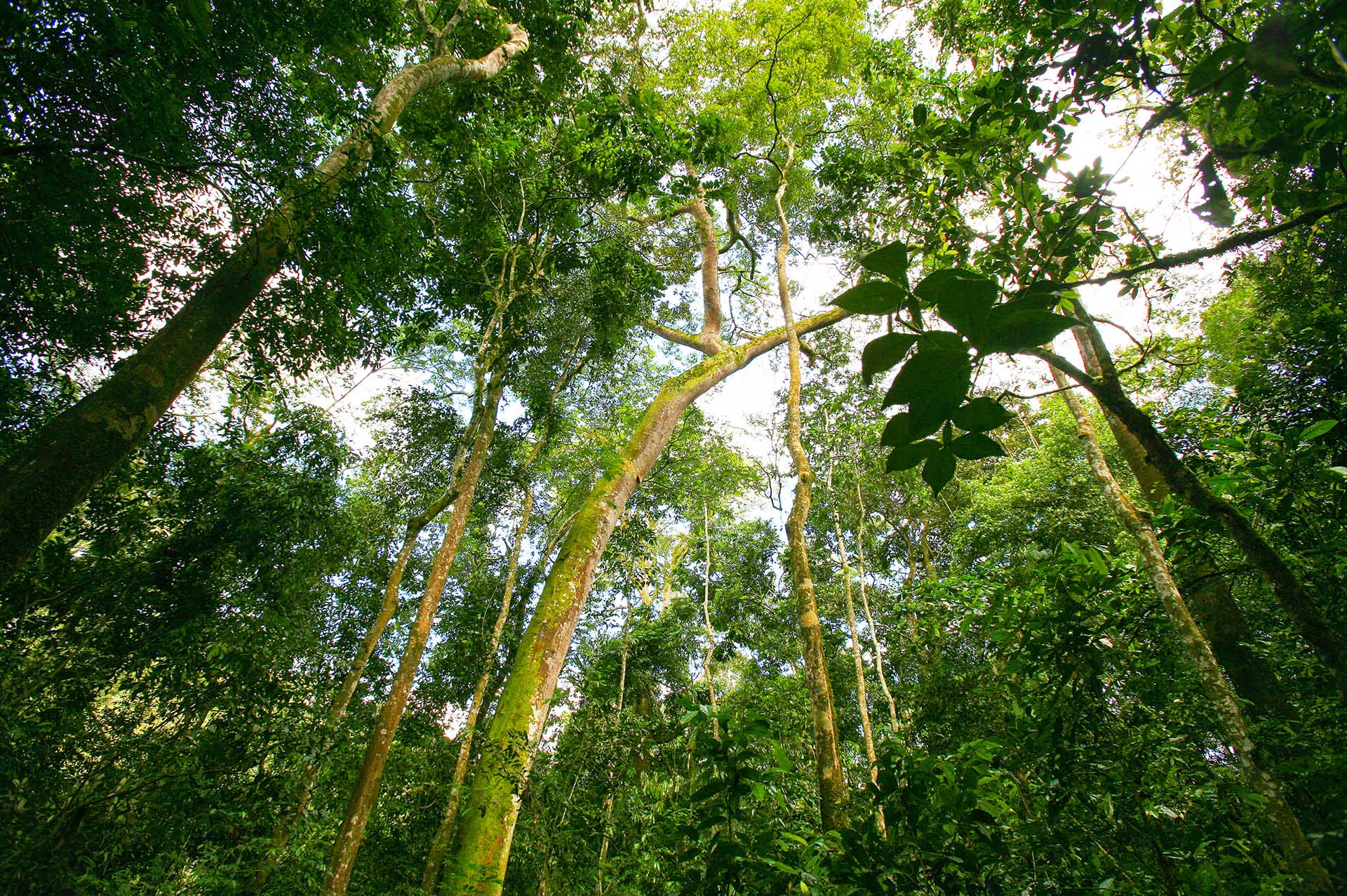 El dosel forestal en Kibale