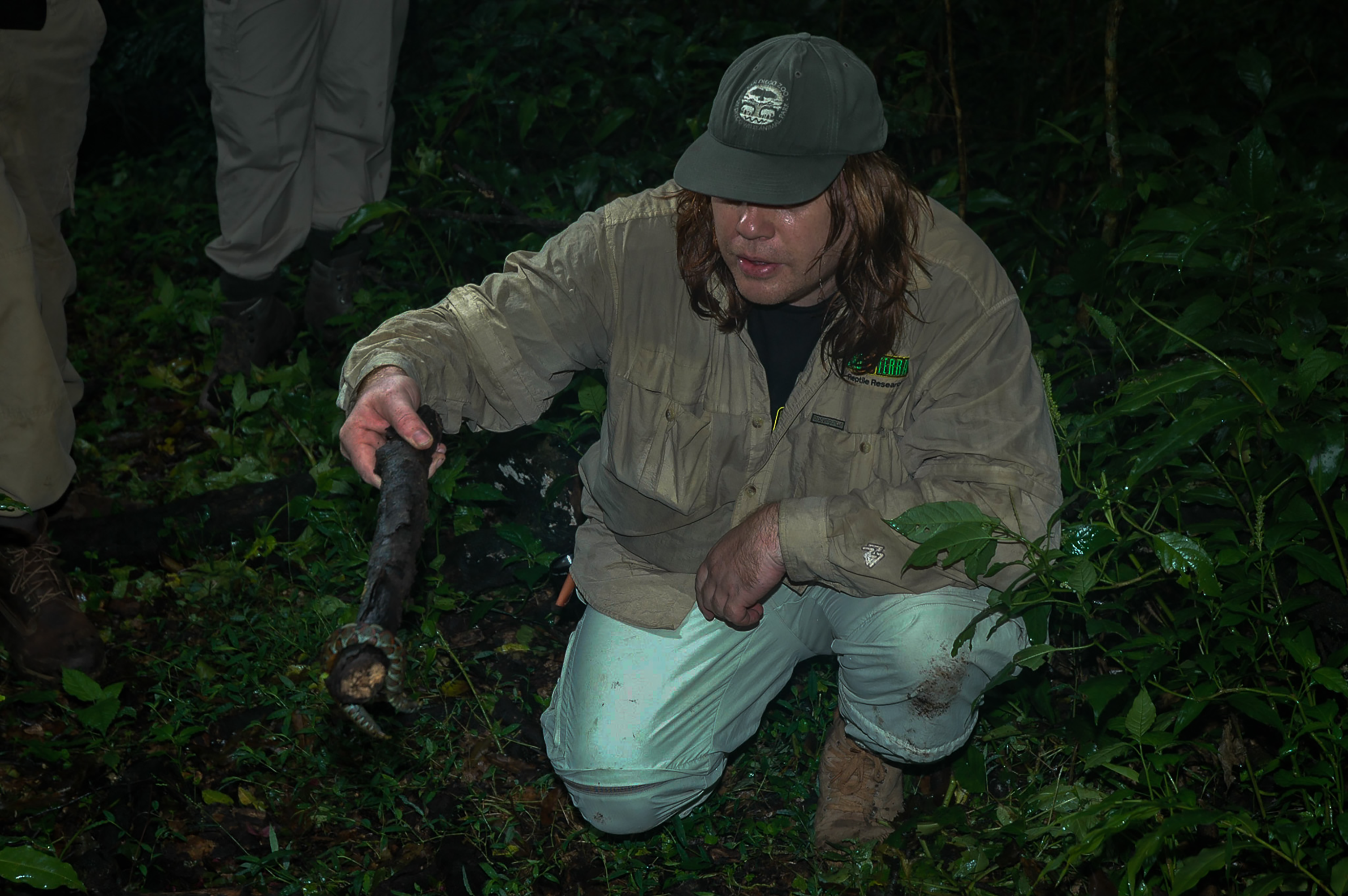 El autor, Emmanuel Van Heygen reposicionando Bitis nasicornis para fotografiarla