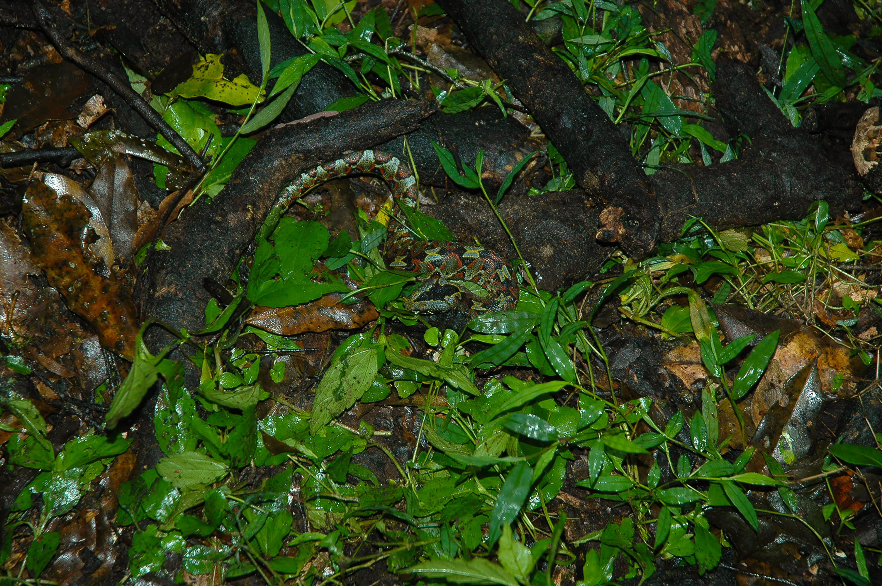 Una de las especies objetivo, Bitis Nasicornis
