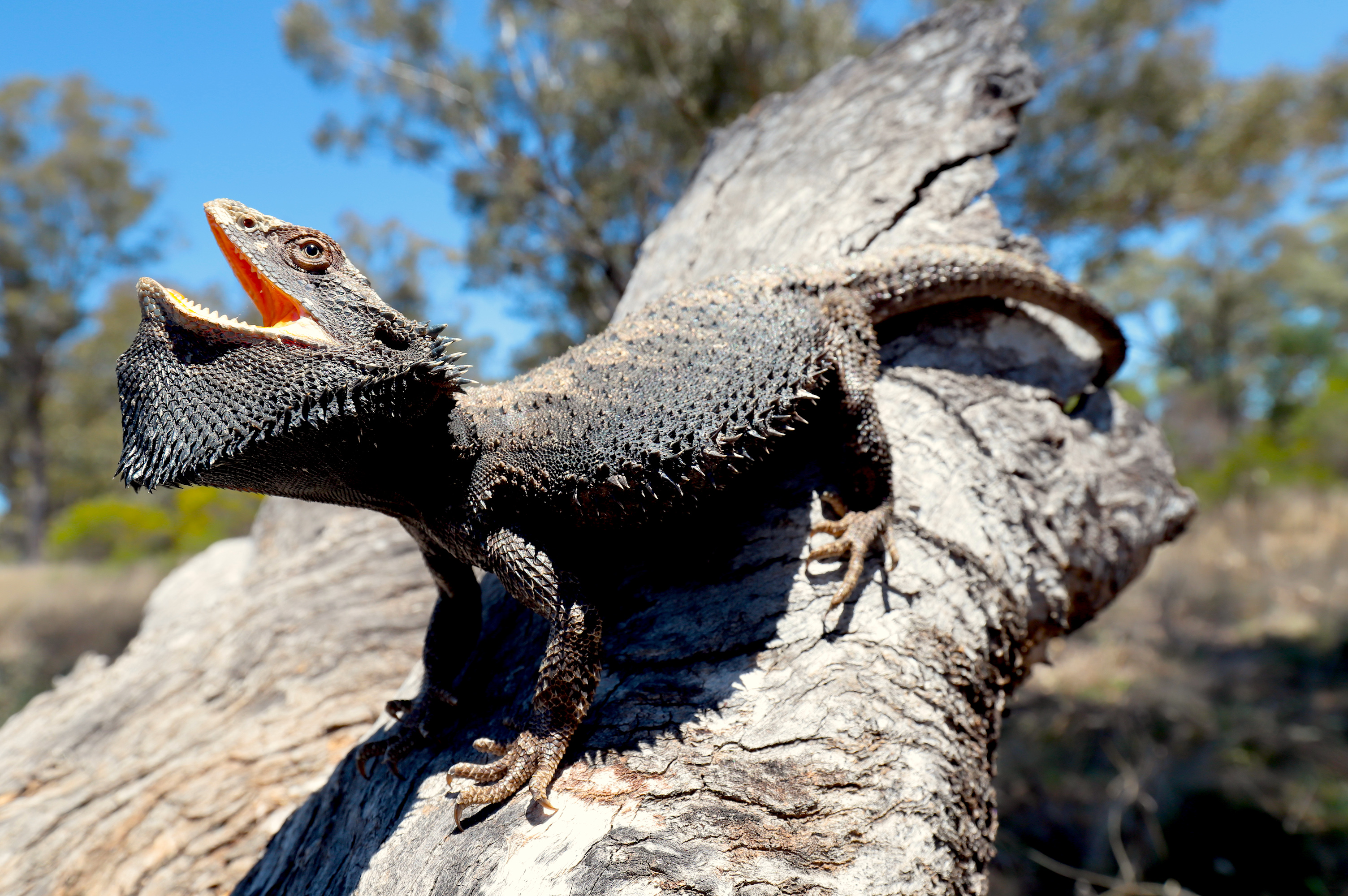 El Dragón barbudo oriental (Pogona barbata) que se adapta a la iluminación solar directa