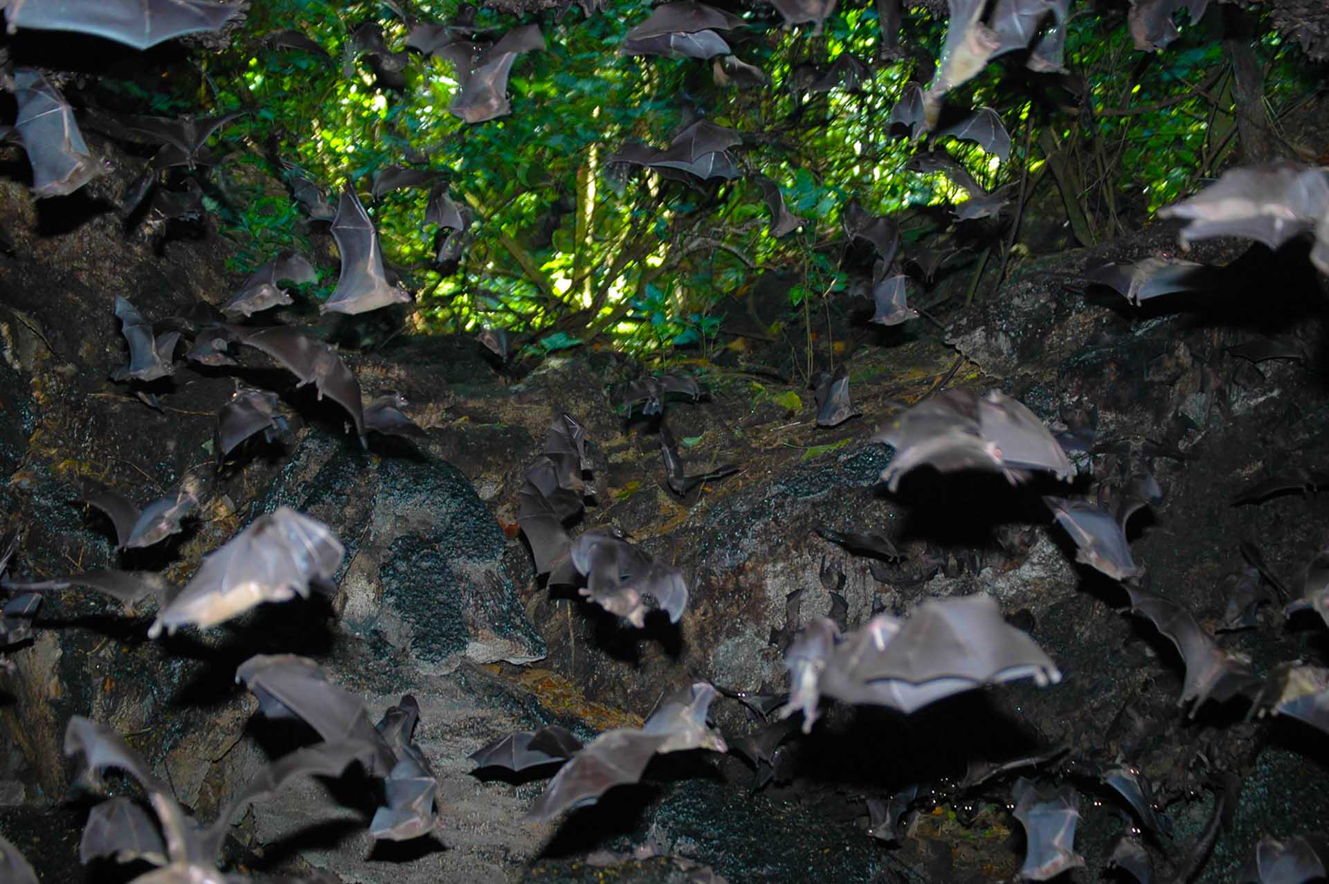 En la penumbra de la cueva, los murciélagos se arremolinan frenéticamente, creando un espectáculo vertiginoso de movimientos rápidos