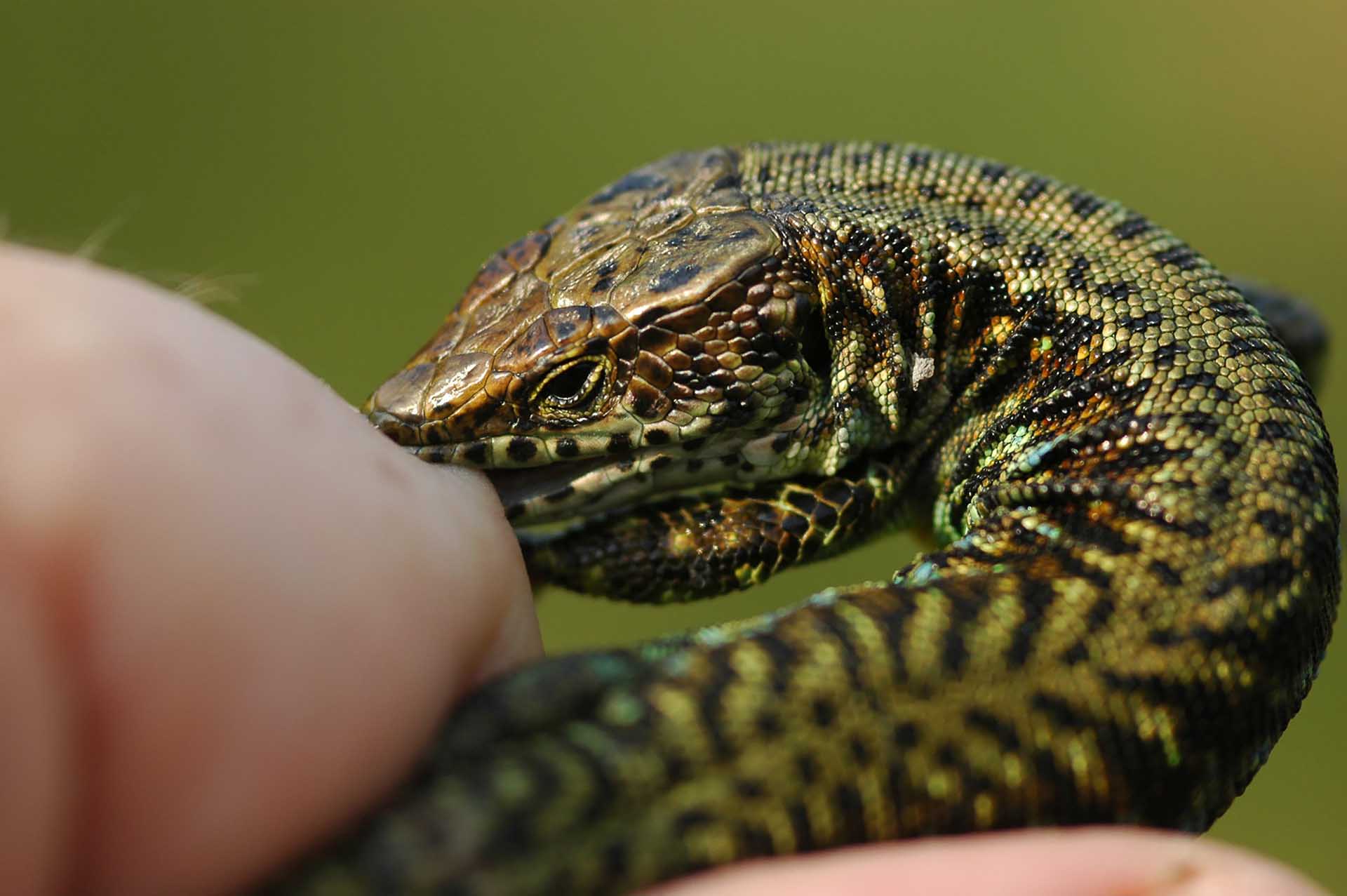 Un encuentro fogoso: Adolfus jacksoni, el lagarto del bosque de Jackson, se agarra desafiante al dedo del autor