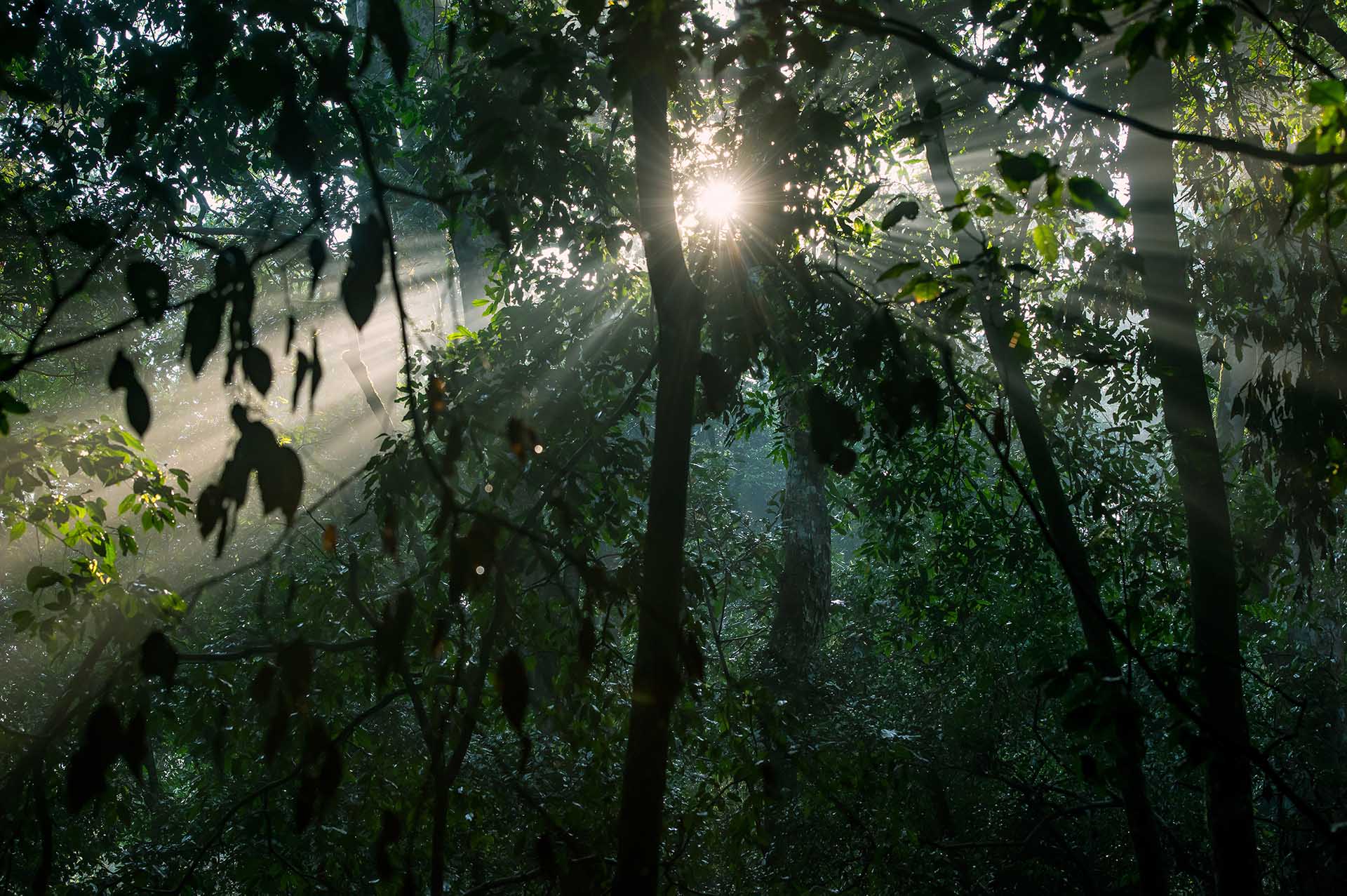 El despertar de la naturaleza: Los primeros rayos del alba atraviesan el denso dosel, proyectando rayos etéreos sobre el exuberante suelo del bosque de Maramagambo.