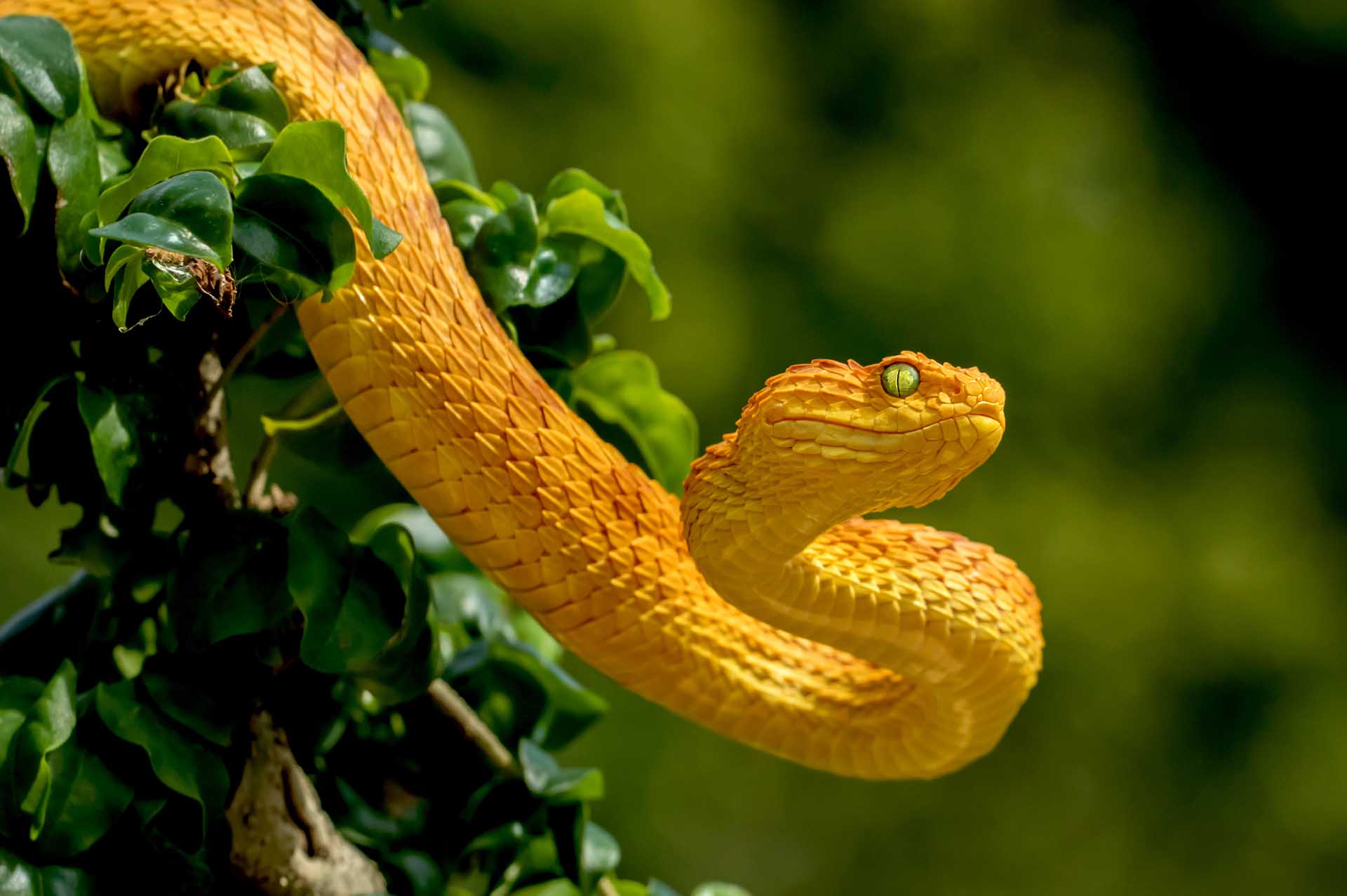 Aunque la Atheris squamigera (víbora de los arbustos de fase amarilla) destaca llamativamente en su hábitat, sigue siendo una especie esquiva en estado salvaje.
