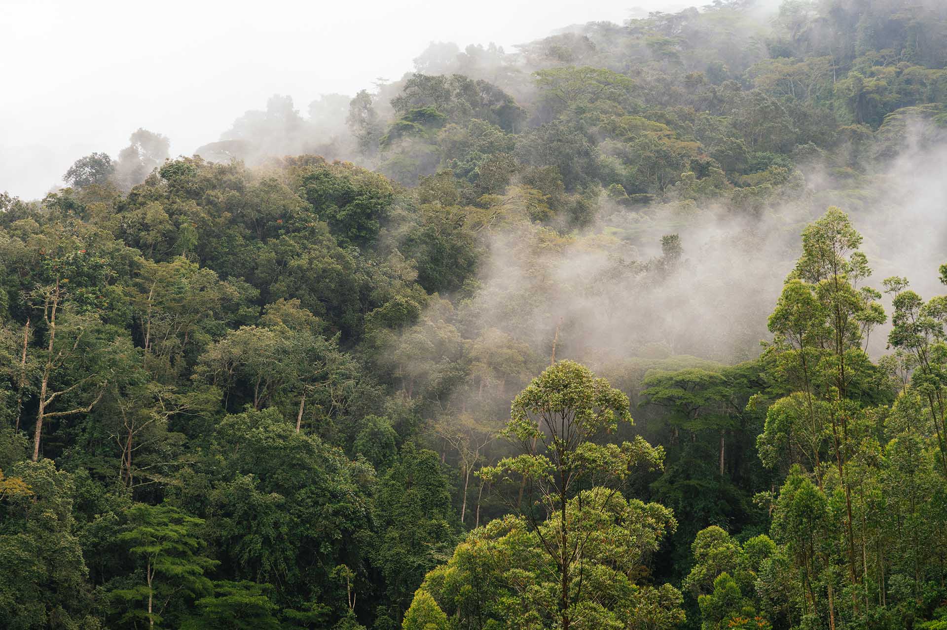 El velo del amanecer: Una suave niebla cubre el bosque de Maramagambo, anunciando los misterios de un nuevo día