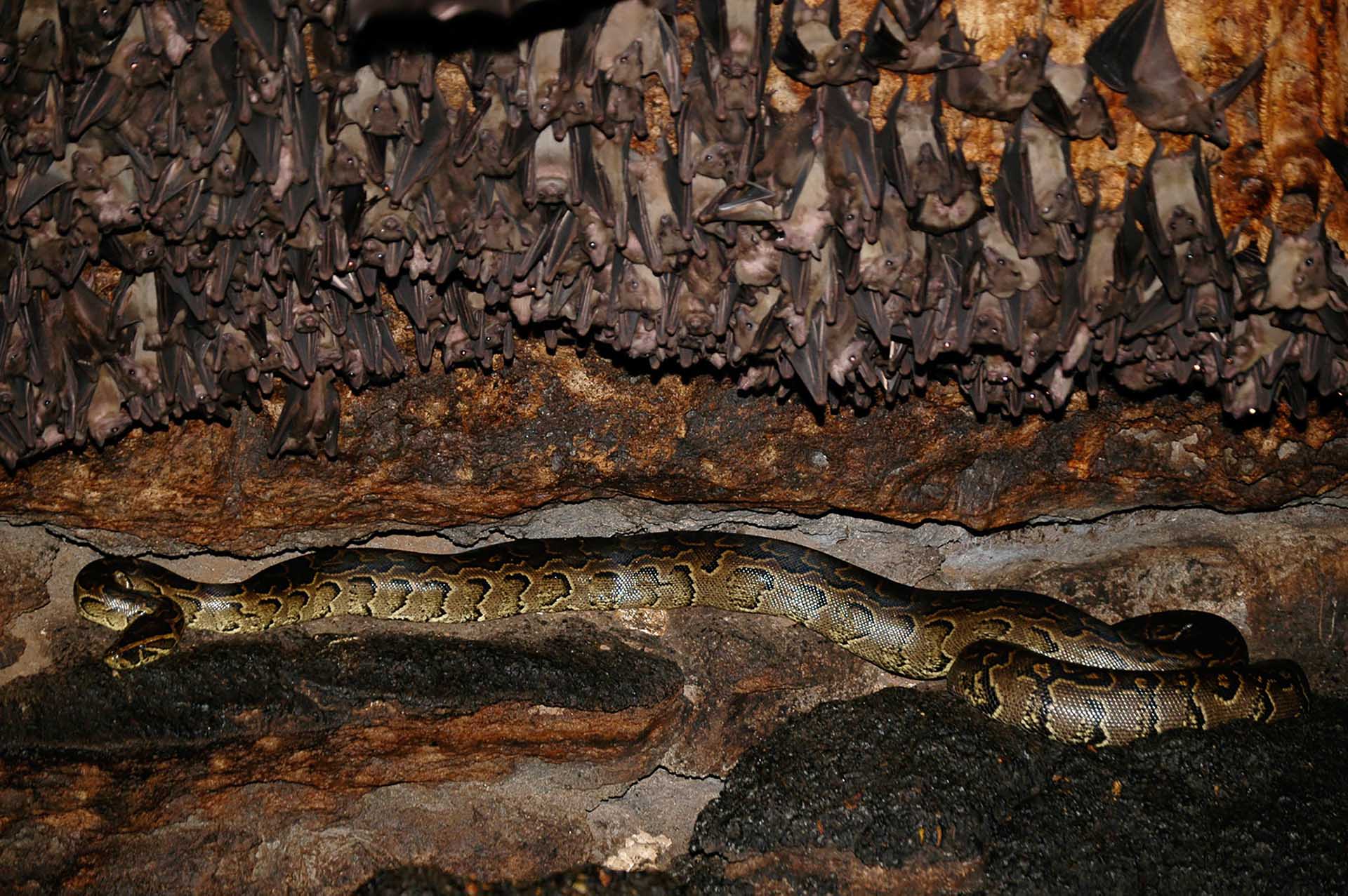 Acechando en una emboscada, la pitón de roca africana (Python sebae) se anticipa pacientemente a un solo paso en falso de la horda de murciélagos que pulula por encima.