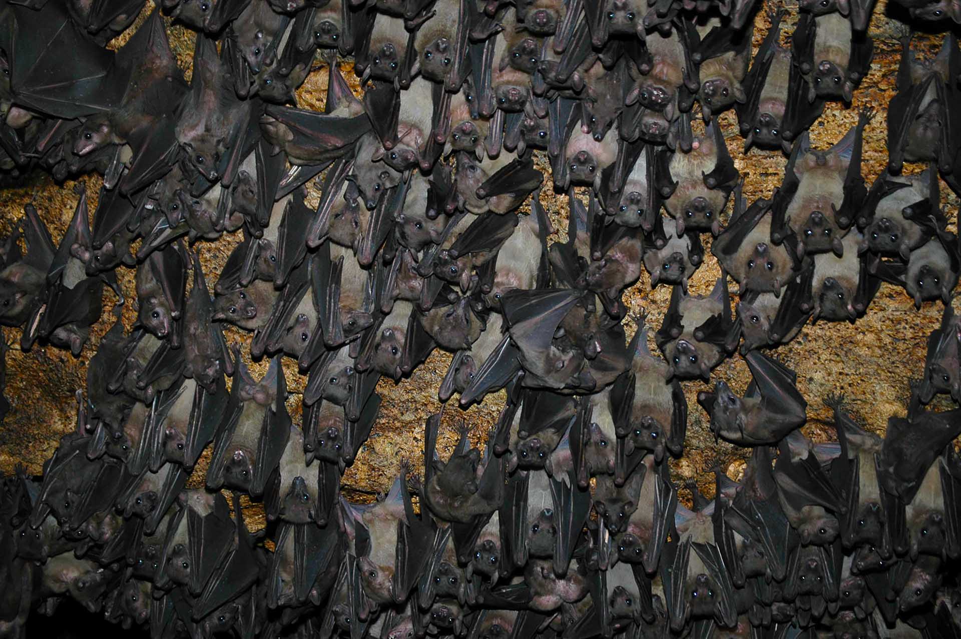 A Canopy of Wings: Thousands of bats blanket the cave's ceiling, creating a living tapestry in this subterranean world