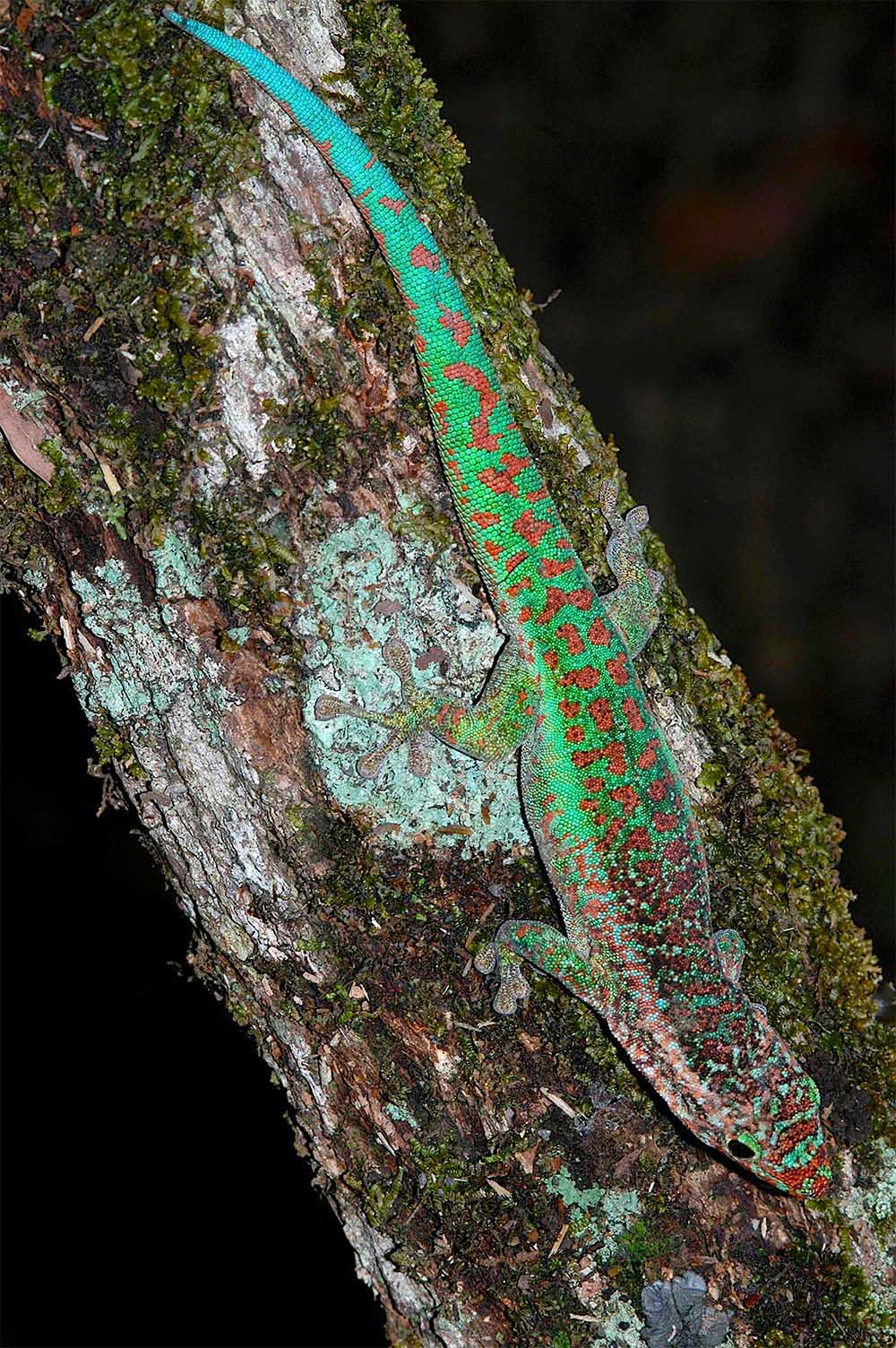 Phelsuma borbonica en le brûlé, norte de Reunión