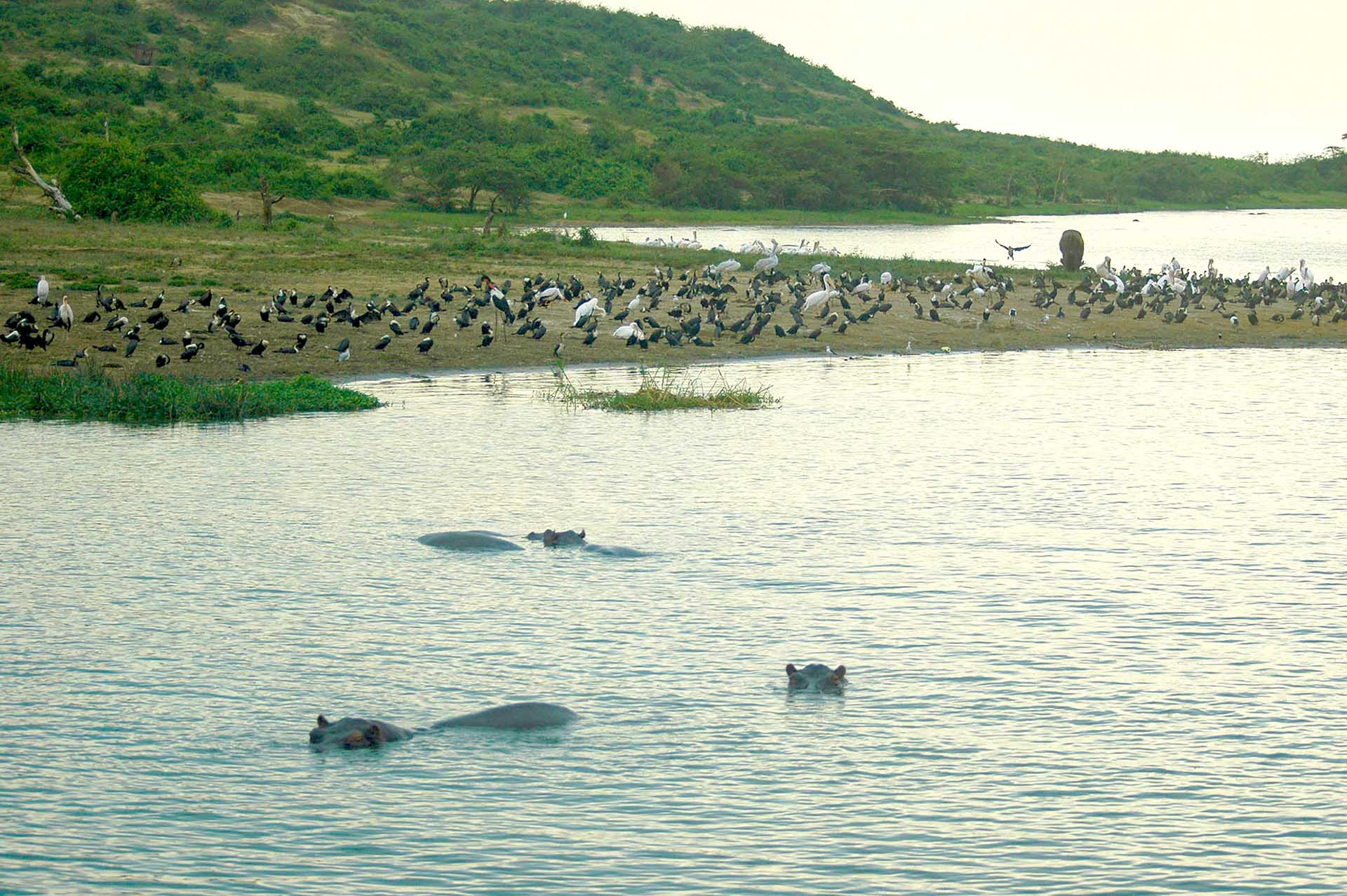 Donde el agua se encuentra con la tierra, se despliega una sinfonía de la naturaleza: las orillas del canal de Kazinga rebosan vida, cada criatura desempeña su papel en la historia en constante evolución de este paraíso acuático.