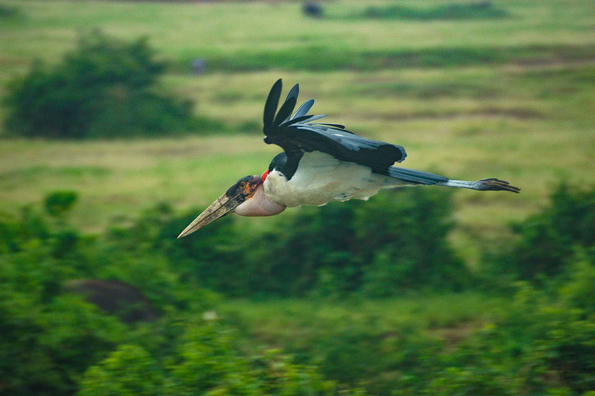 Una cigüeña de Marabú, con las alas extendidas, capturada en un fugaz momento de grácil vuelo