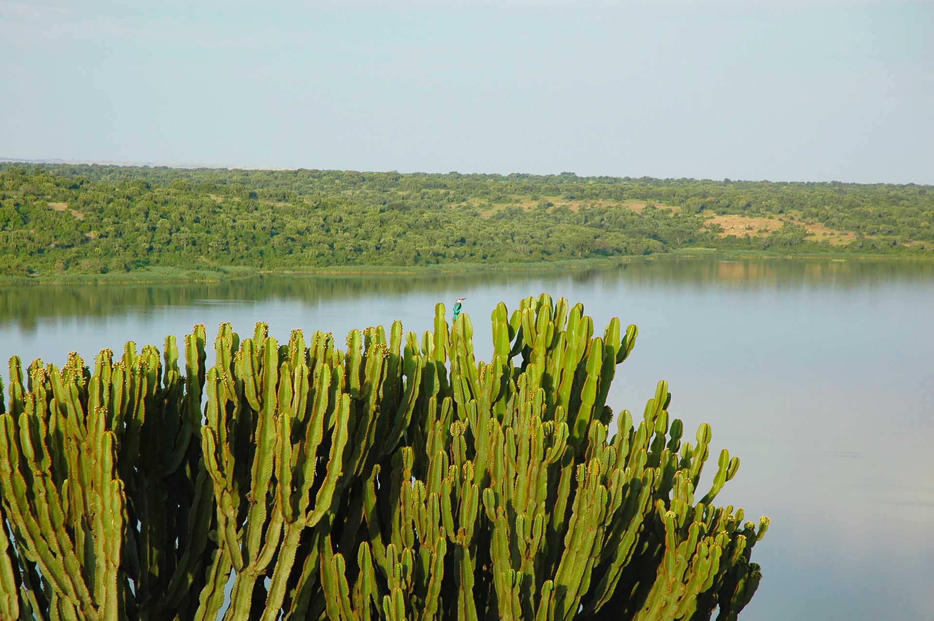 El canal Kazinga, una línea de vida natural, entrelaza a la perfección las tranquilas aguas del lago George con los misterios más profundos del lago Edward, creando una bulliciosa autopista acuática rebosante de vida diversa