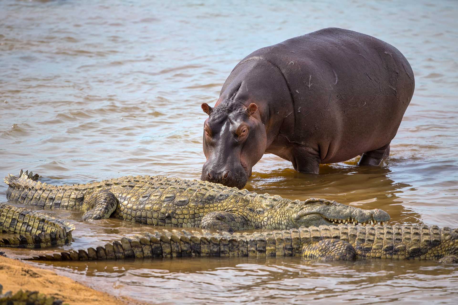 En las orillas bañadas por el sol del canal de Kazinga coexisten cocodrilos ancestrales y poderosos hipopótamos, cada uno reclamando su espacio en un delicado equilibrio de poder y gracia.