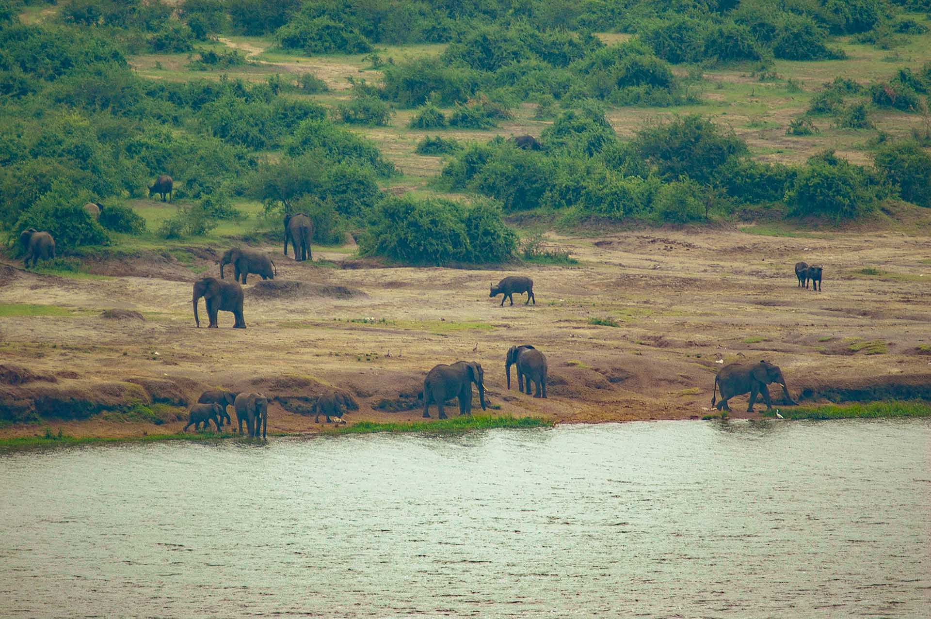 Elefantes y búfalos codo con codo, una impresionante exhibición de los majestuosos gigantes de África, adornando las orillas del canal de Kazinga.