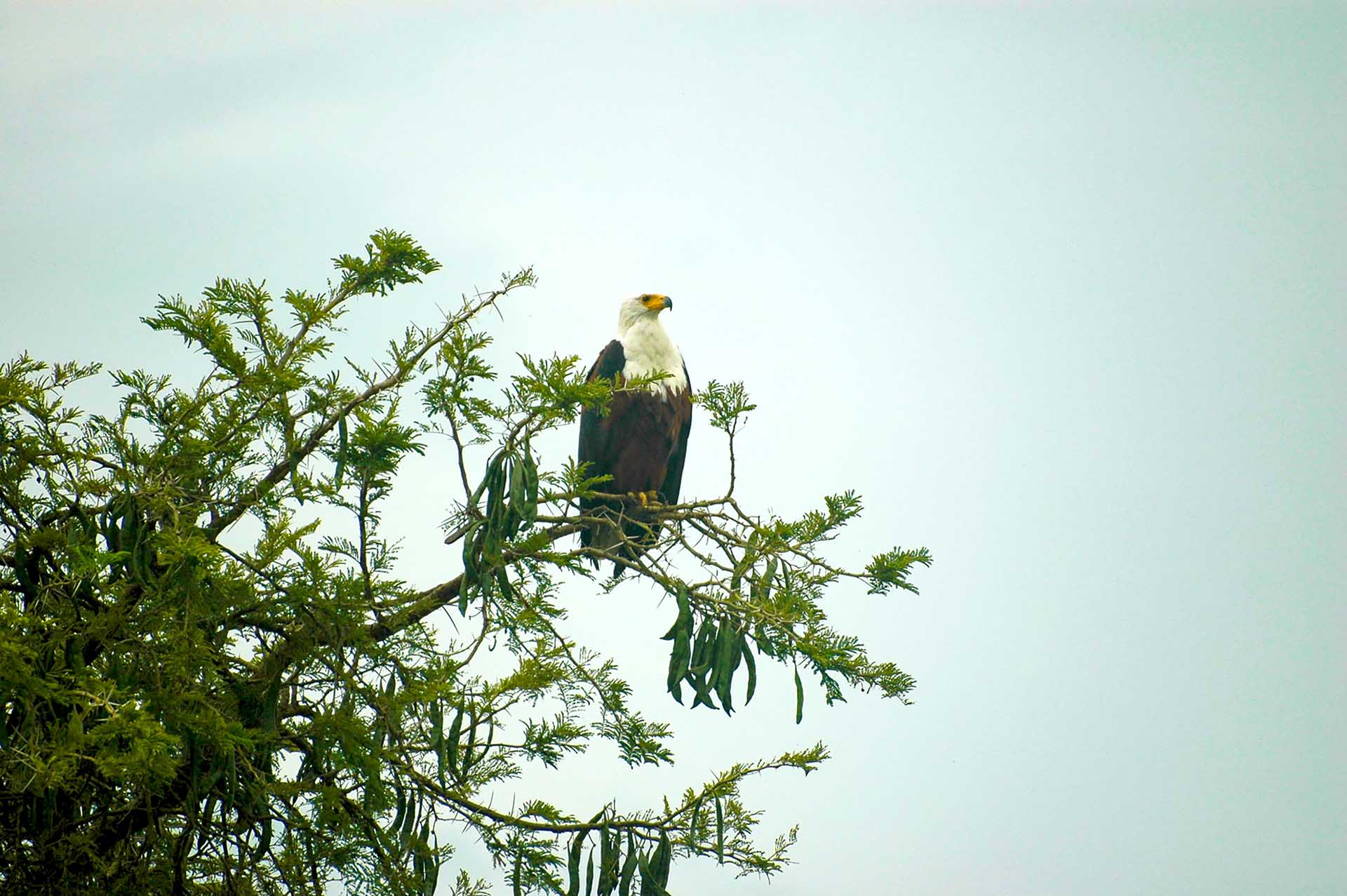 Un águila pescadora africana, encaramada majestuosamente en lo alto de un árbol, observa sus aguas con ojos agudos