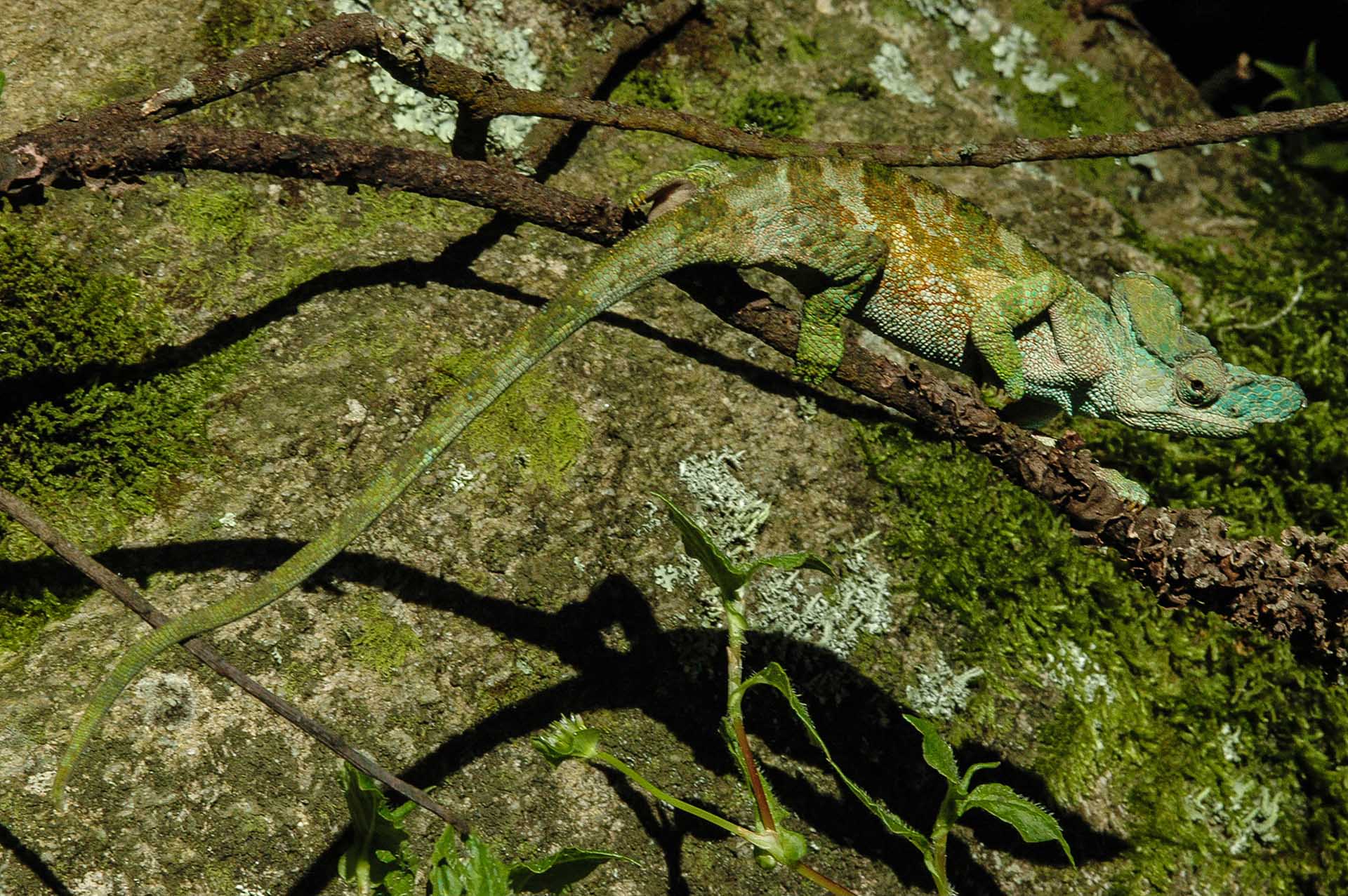 En medio del fondo texturado de rocas y musgos, la escurridiza Kinyongia xenorhina se funde a la perfección, sus sutiles matices crean un camuflaje natural magistral