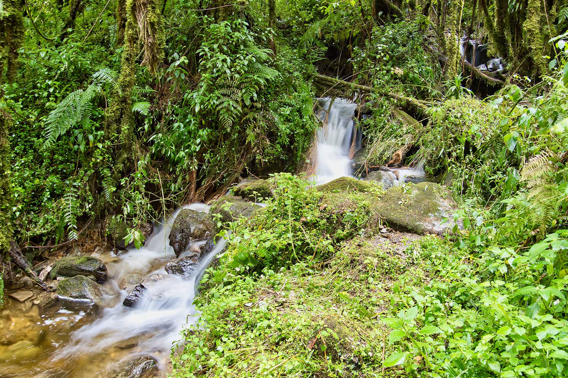Grabadas en la memoria, las majestuosas montañas Rwenzori y su gran variedad de paisajes dejan una huella indeleble en el alma