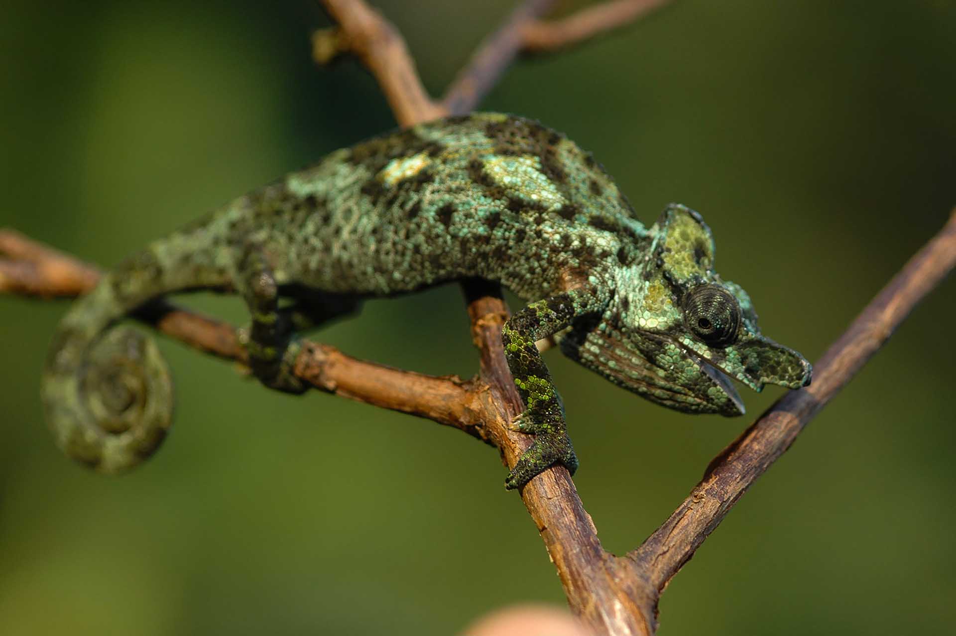 Una Kinyongia xenorhina subadulta muestra un patrón de color distinto, insinuando las vibrantes transiciones de sus fases de crecimiento