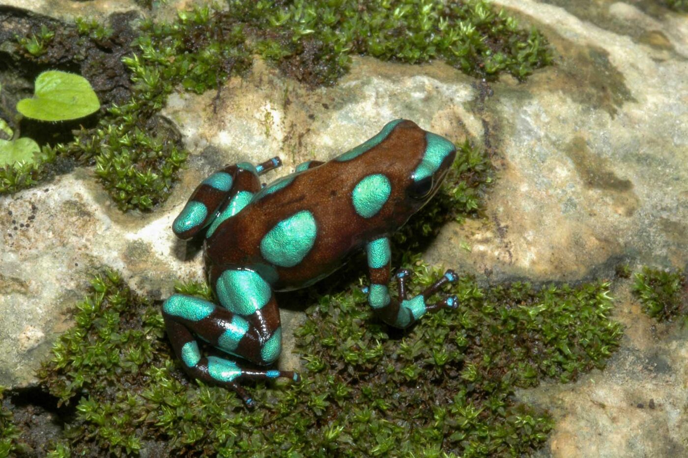 Dendrobates auratus 