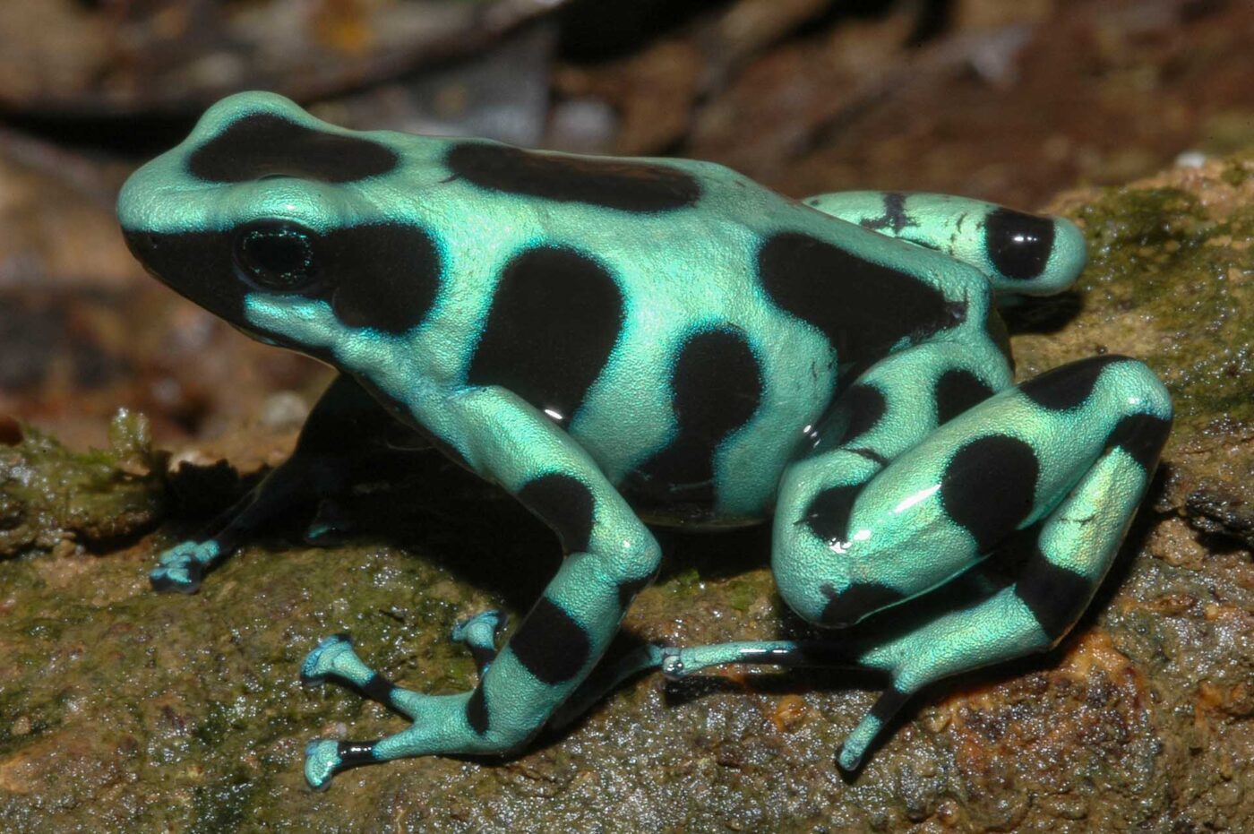 Dendrobates auratus 