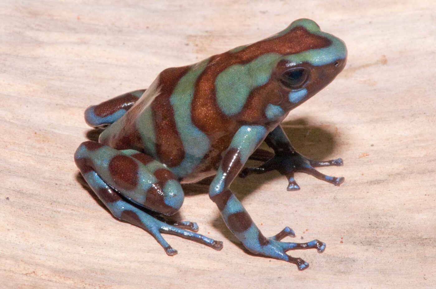Dendrobates auratus “Bronze” from the Caribbean slopes of the Cordillera Central in Panama - by J. Van Der Meulen.